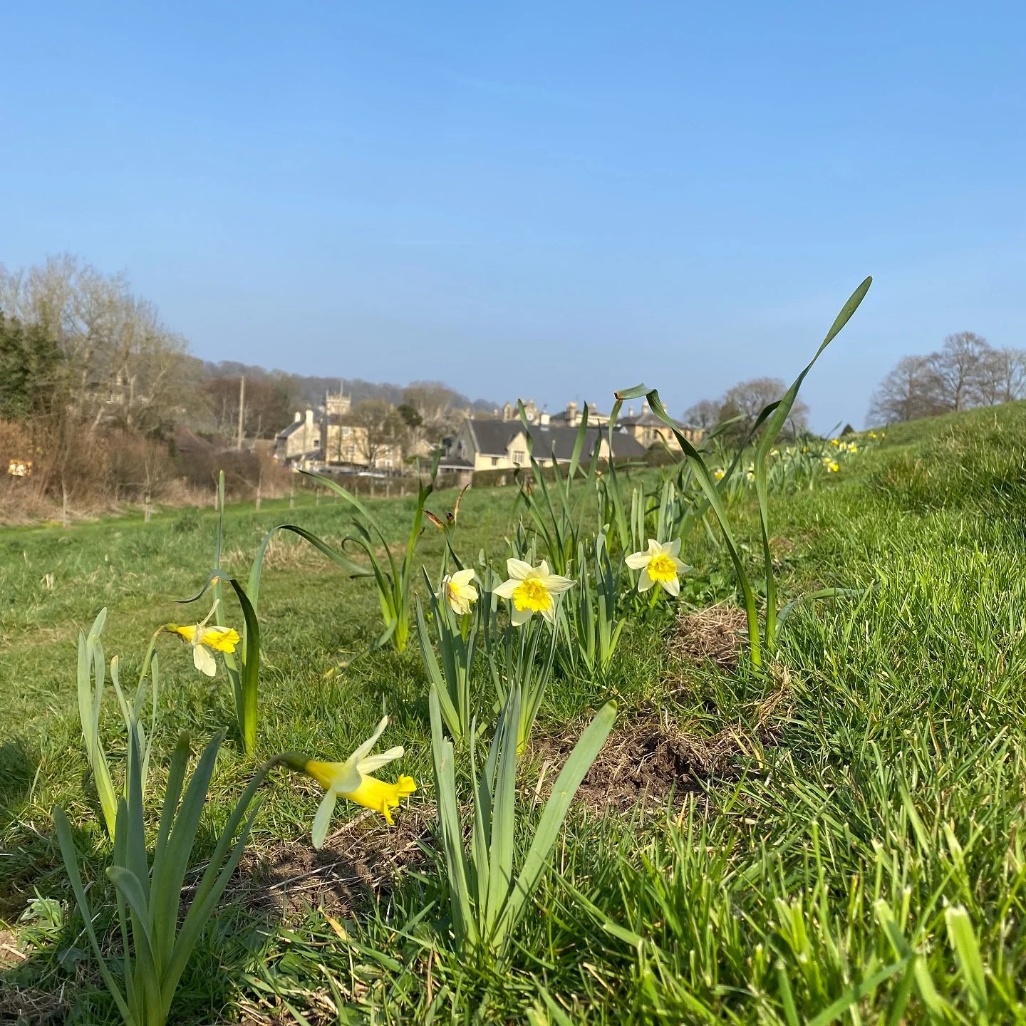 Wonderful to see the &lsquo;River of Gold&rsquo; across our villages.
.
.
.
.
.
@meadowinmygarden @gwruk #nativeflowers #springflowers #daffodils🌼 #crocus #freshford #limpleystoke #naturechain #nature #wildflowers #riverofgold