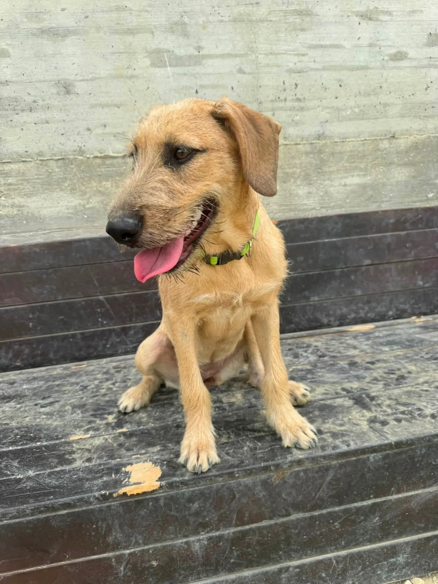 Nori, a 6 months old female German Pointer X available for adoption from Dali Dog Rescue UK in the UK