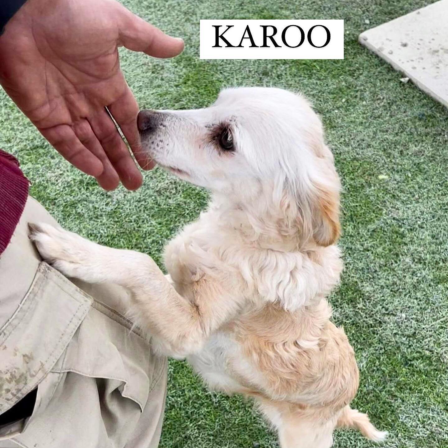 Adopt A Dog From Cyprus Dali Dog Rescue UK