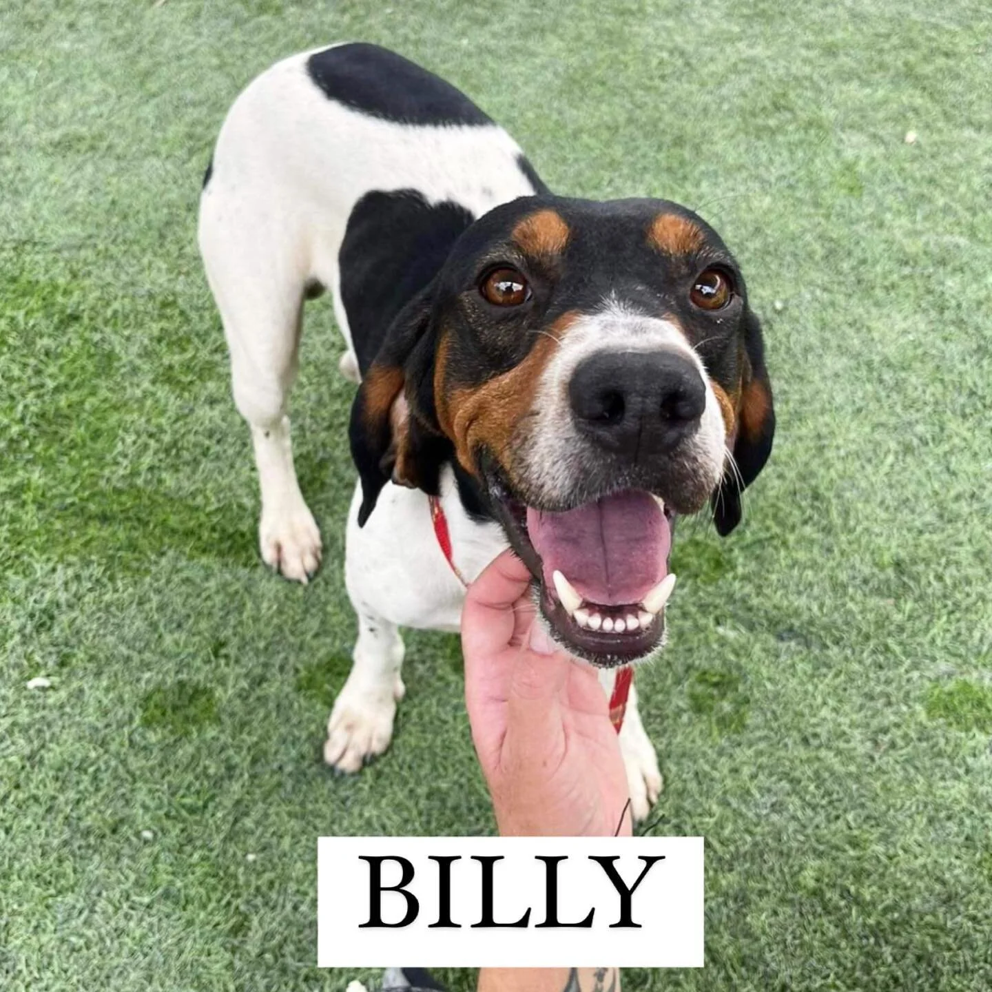 Adopt A Dog From Cyprus Dali Dog Rescue UK