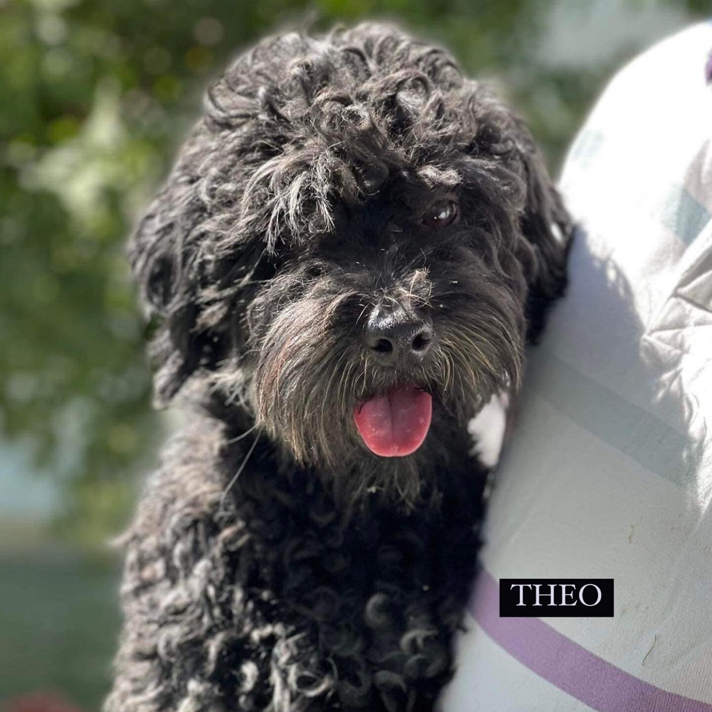 🐾AVAILABLE FOR ADOPTION🐾 

❤️THEO❤️ 
 
The sweetest POODLE boy is available!! He is excellent with other dogs all types and sizes, very playful, gentle and loves cuddles and kisses!! He is such a character very funny and just only 1-1.5 years old!!
