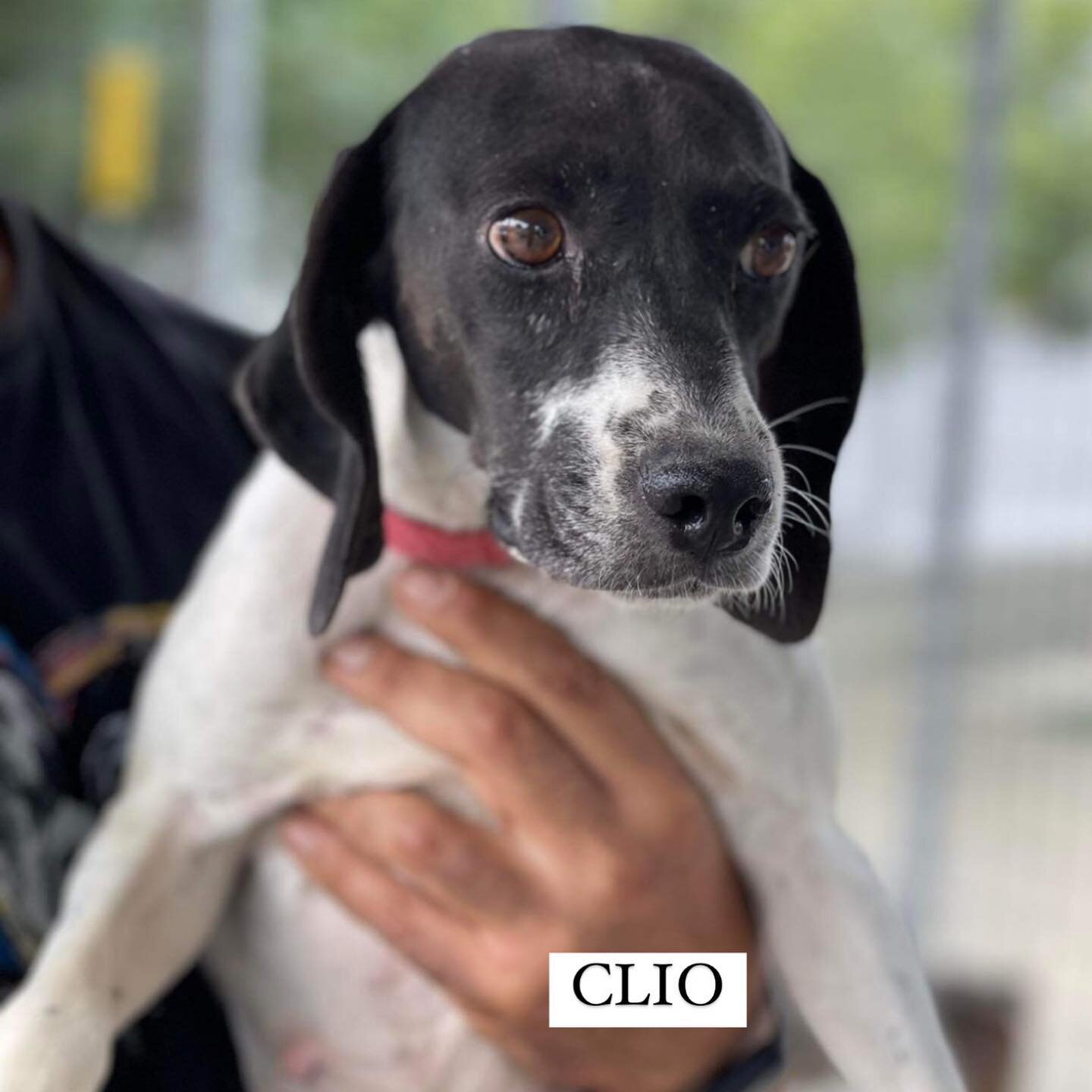 Meet CLIO! &hearts;️
A 4 year old pocket pointer just 12 kilos! Rescued from a farm where she gave birth to 4 puppies and they were living in appalling conditions!  They were all removed but unfortunately 2 of the puppies did not make it! She is now 