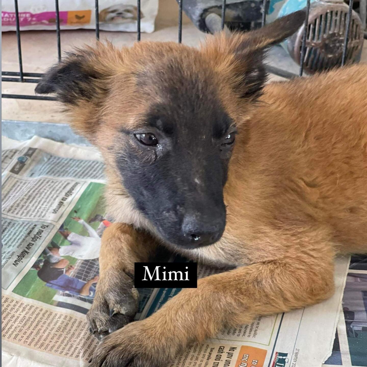 Cute MIMI &hearts;️ is now available for adoption! 
A sweet 3 month old puppy. Meg our oldie is in love with her and she allows her to share bed with her. She a cuddly loving playful puppy that was rescued from a field in the middle of nowhere. We le