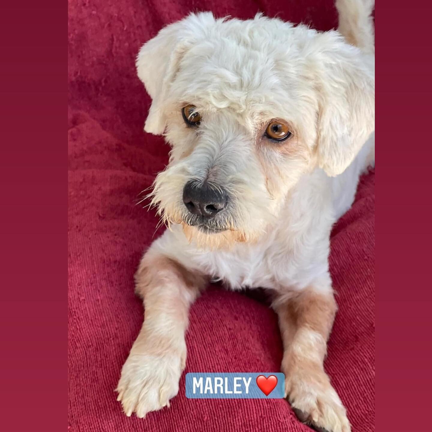 Cutie pie MARLEY 💙
is ready for his forever loving home! 
2 years old, and just 6 kilos! Excellent temperament, loving, calm character, patient (as u can see in the videos), good with all dogs, (even the crazy puppies)! He Adores humans and is the h