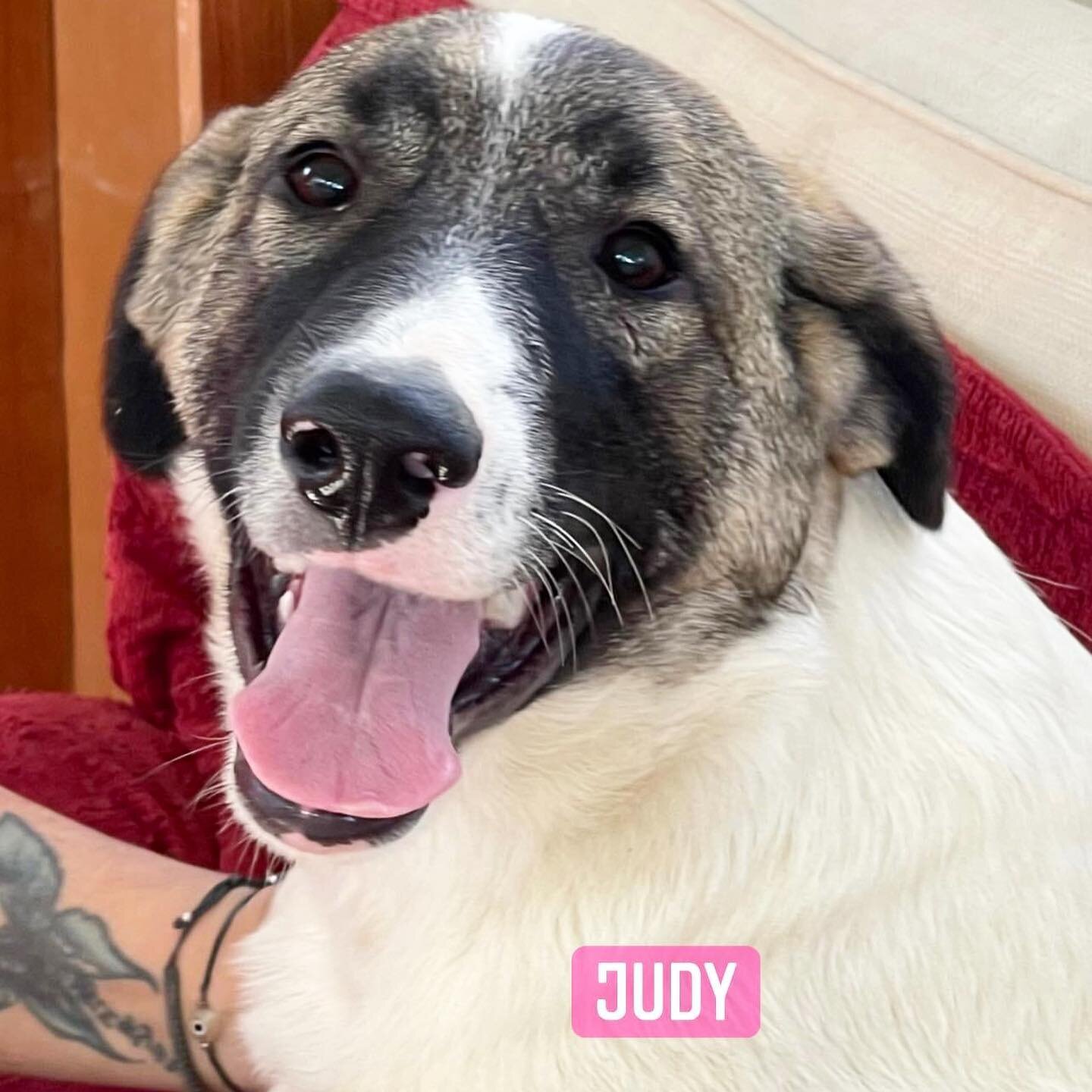 MEET SMILING JUDY! &hearts;️ 
1 of the 30 puppies rescued in June! A confident 6 month old girl that would make a family really happy! She loves humans, is sociable with both humans and dogs, she is very clever and learns quickly. She a puppy needing