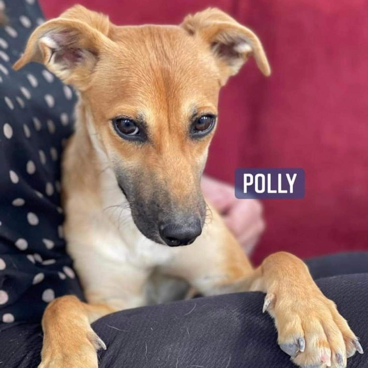 Meet sweet POLLY! &hearts;️
A 7 month old girl just 8 kilos! She will remain small. Mum is 12 kilos. She is a loving, cuddly, playful puppy, she is excellent with all dogs of all sizes, and anyone she has met! The cutest thing ever! Well socialised, 