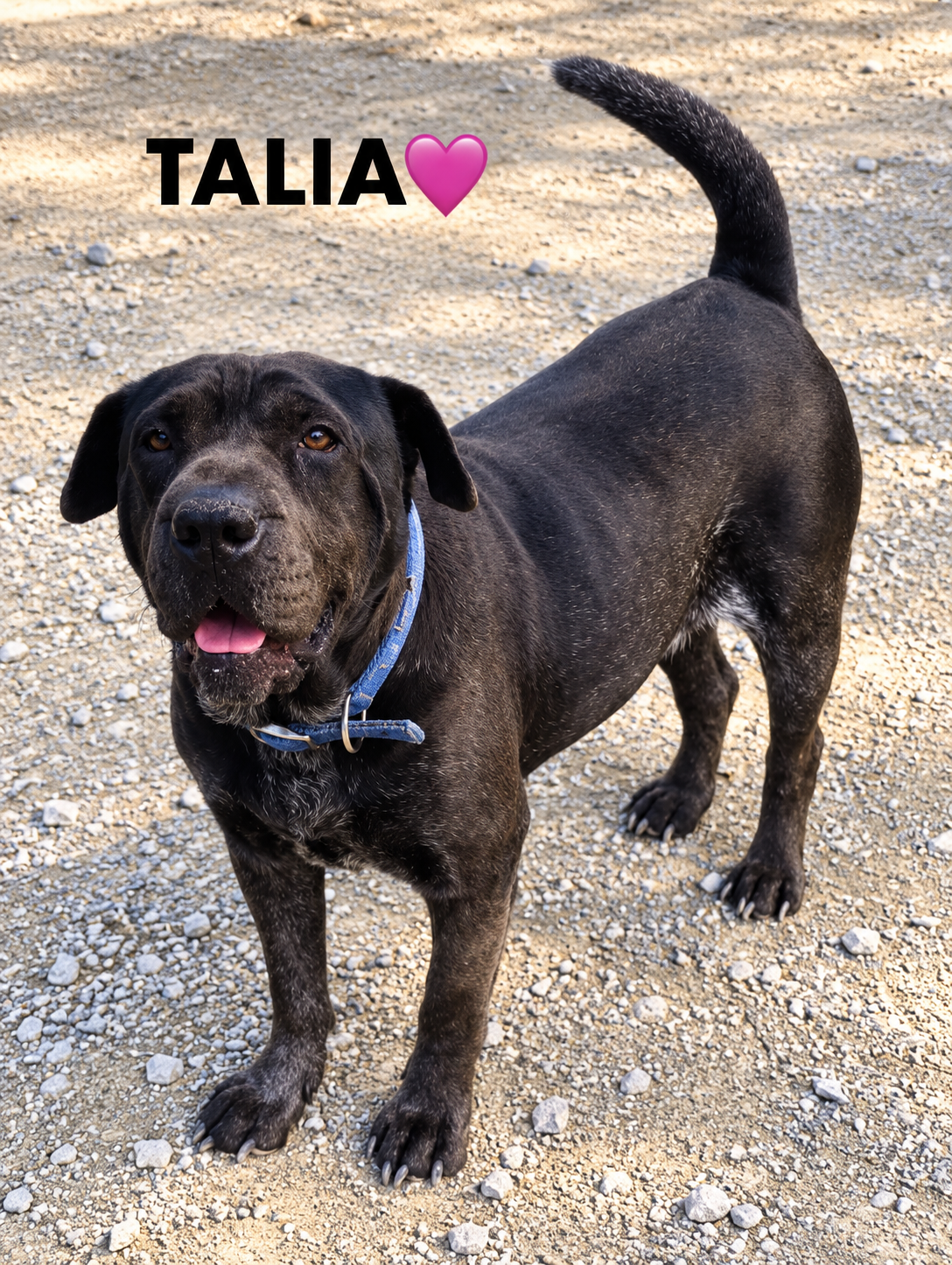 Talia 🇨🇾