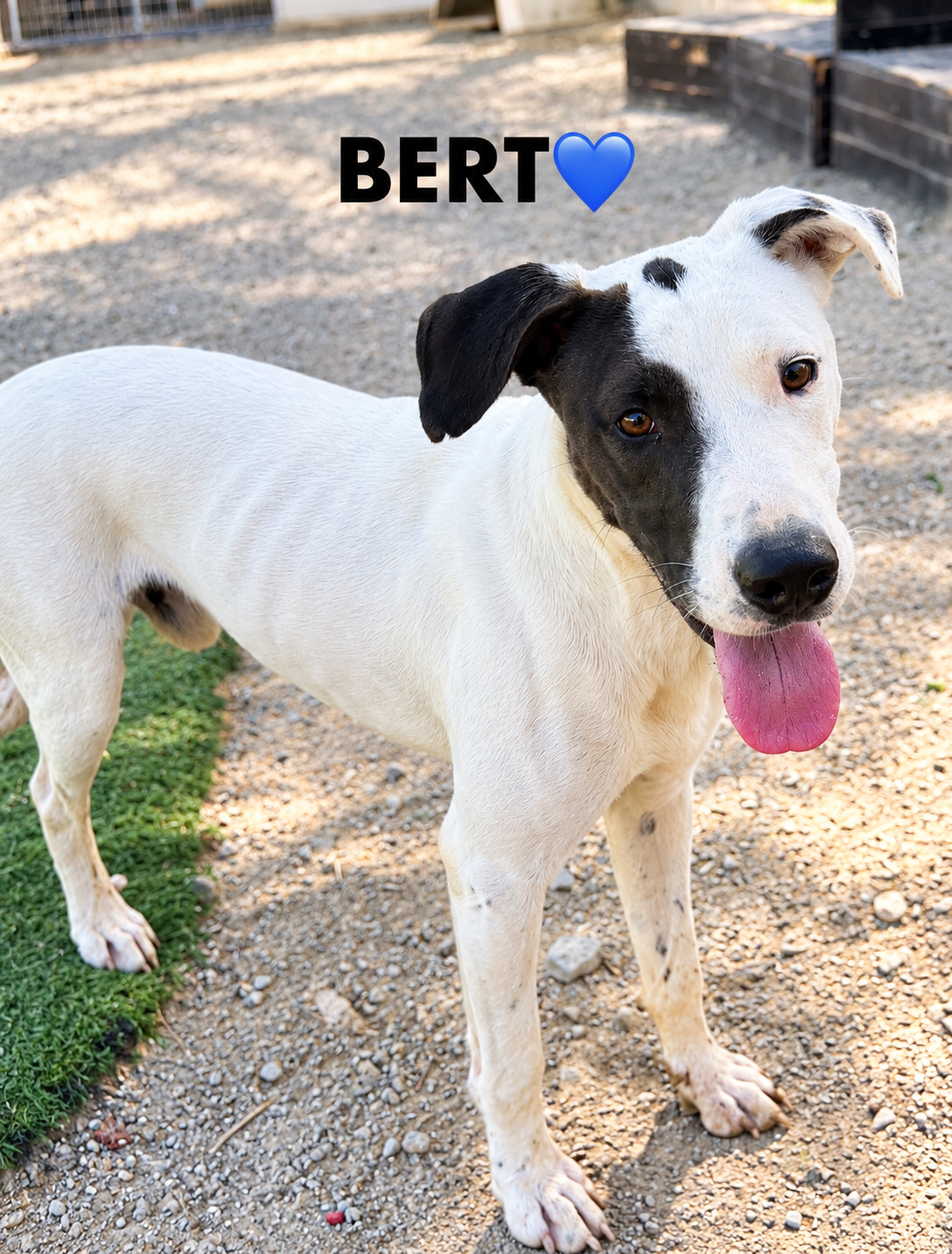 Bert 🇨🇾