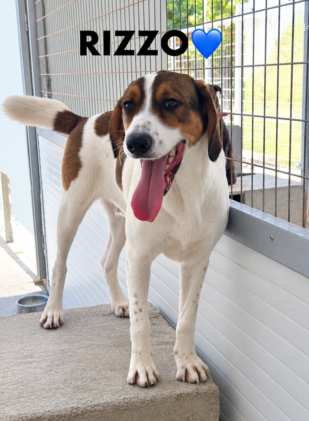 Rizzo 🇨🇾 - RESERVED