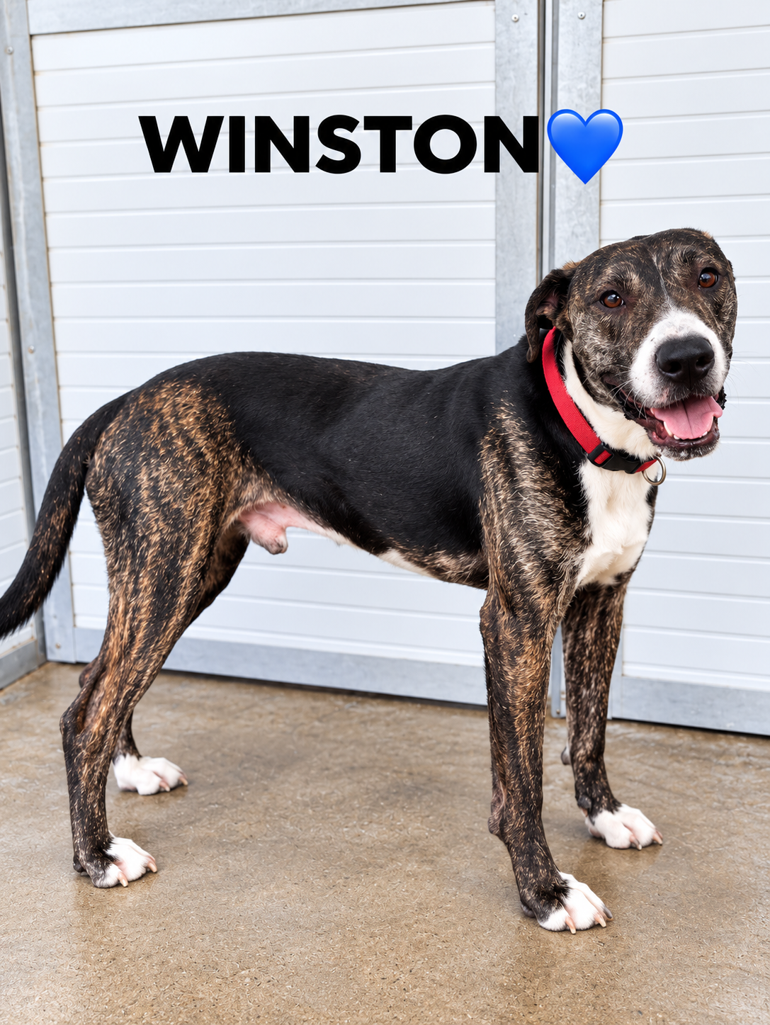 Winston 🇨🇾