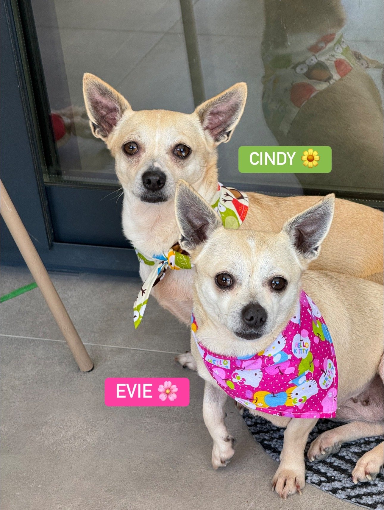 Cindy and Evie