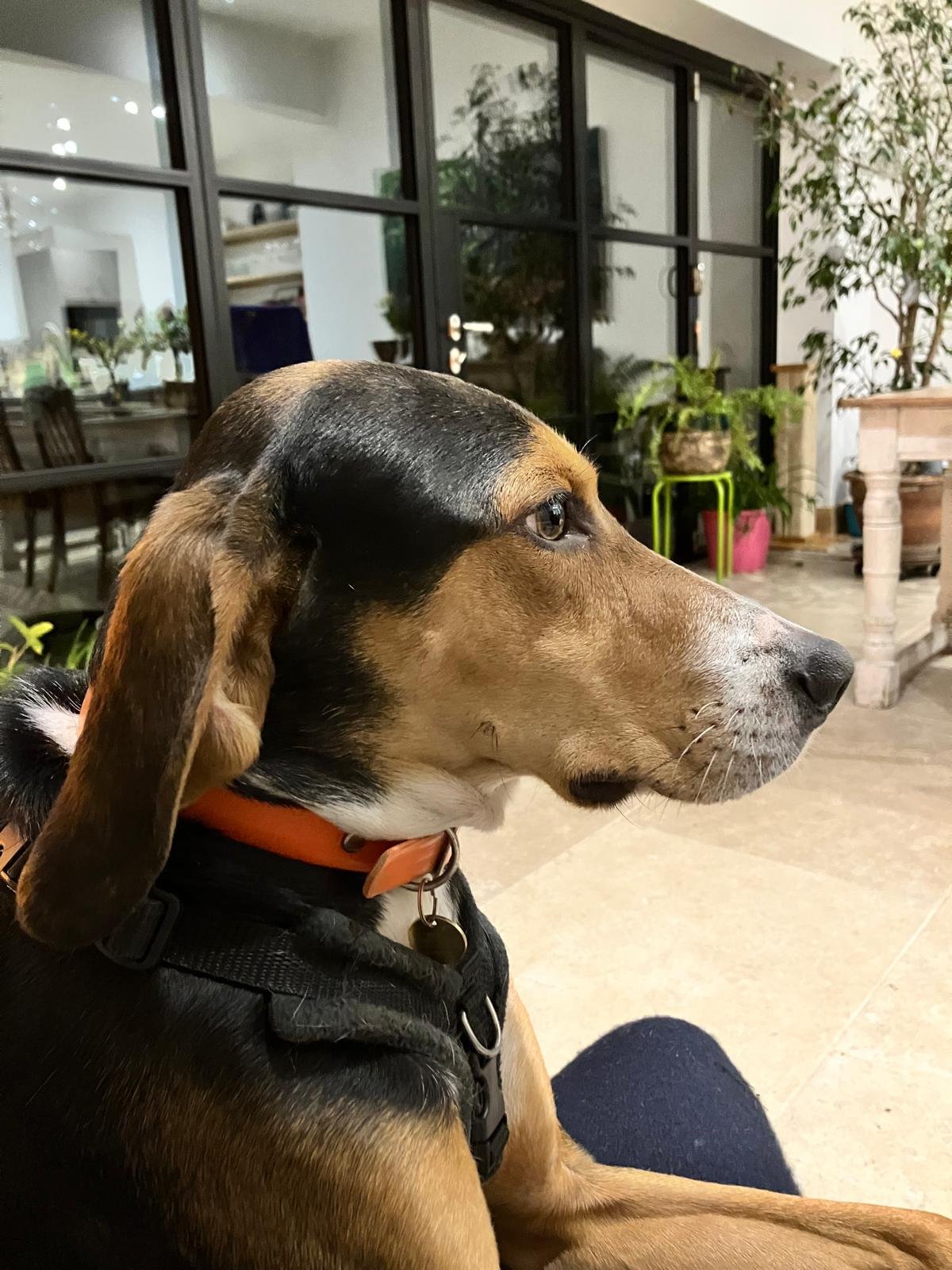 HECTOR (In North London, UK)