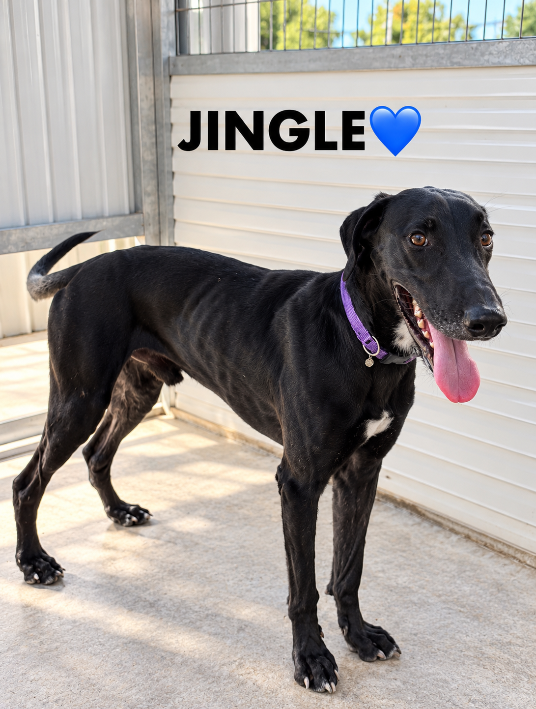 Jingle 🇨🇾