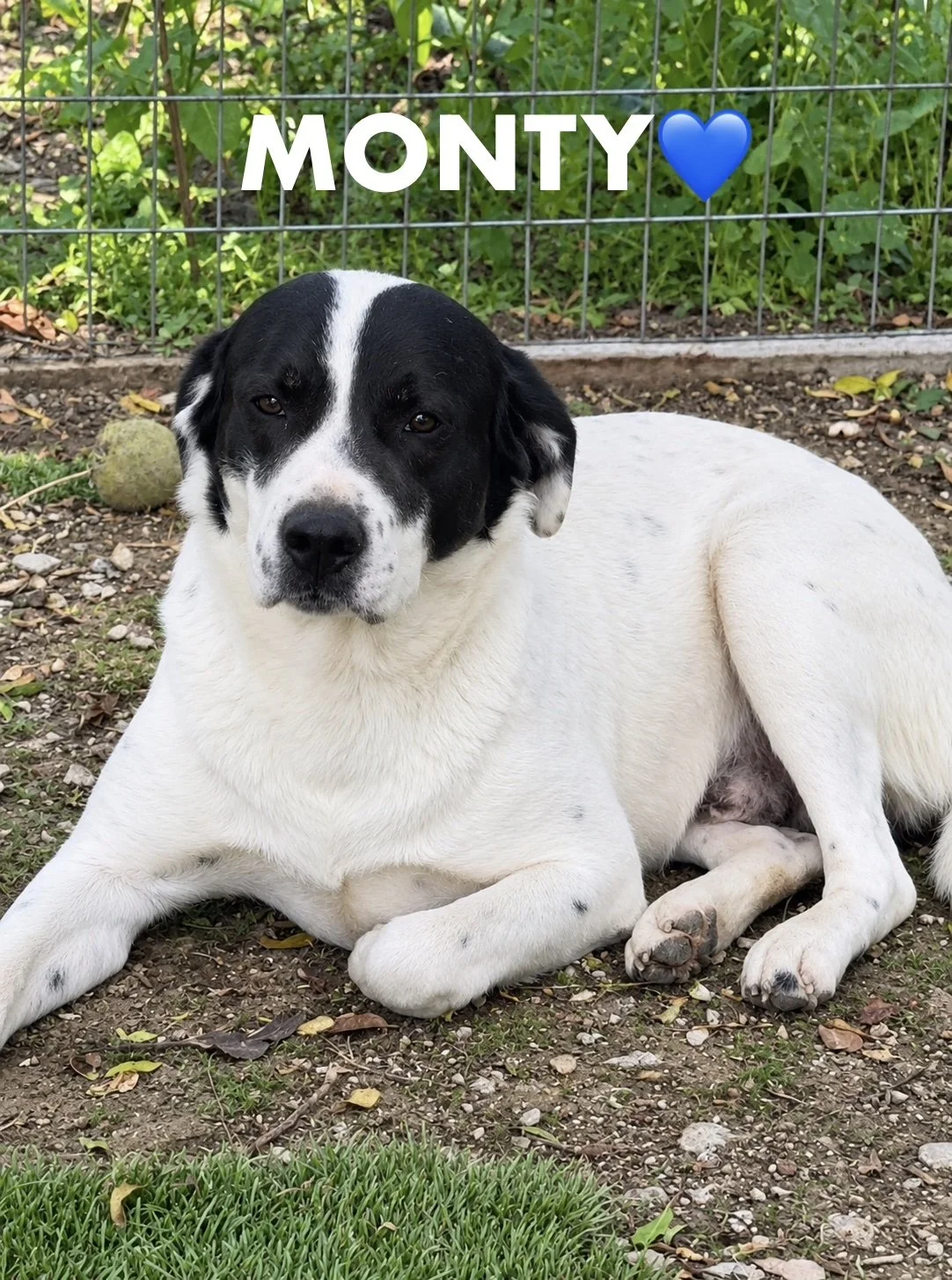 Monty 🇨🇾