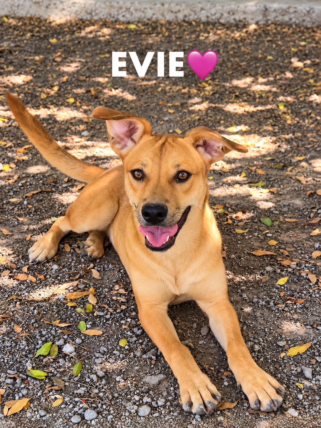 Evie 🇨🇾 - RESERVED