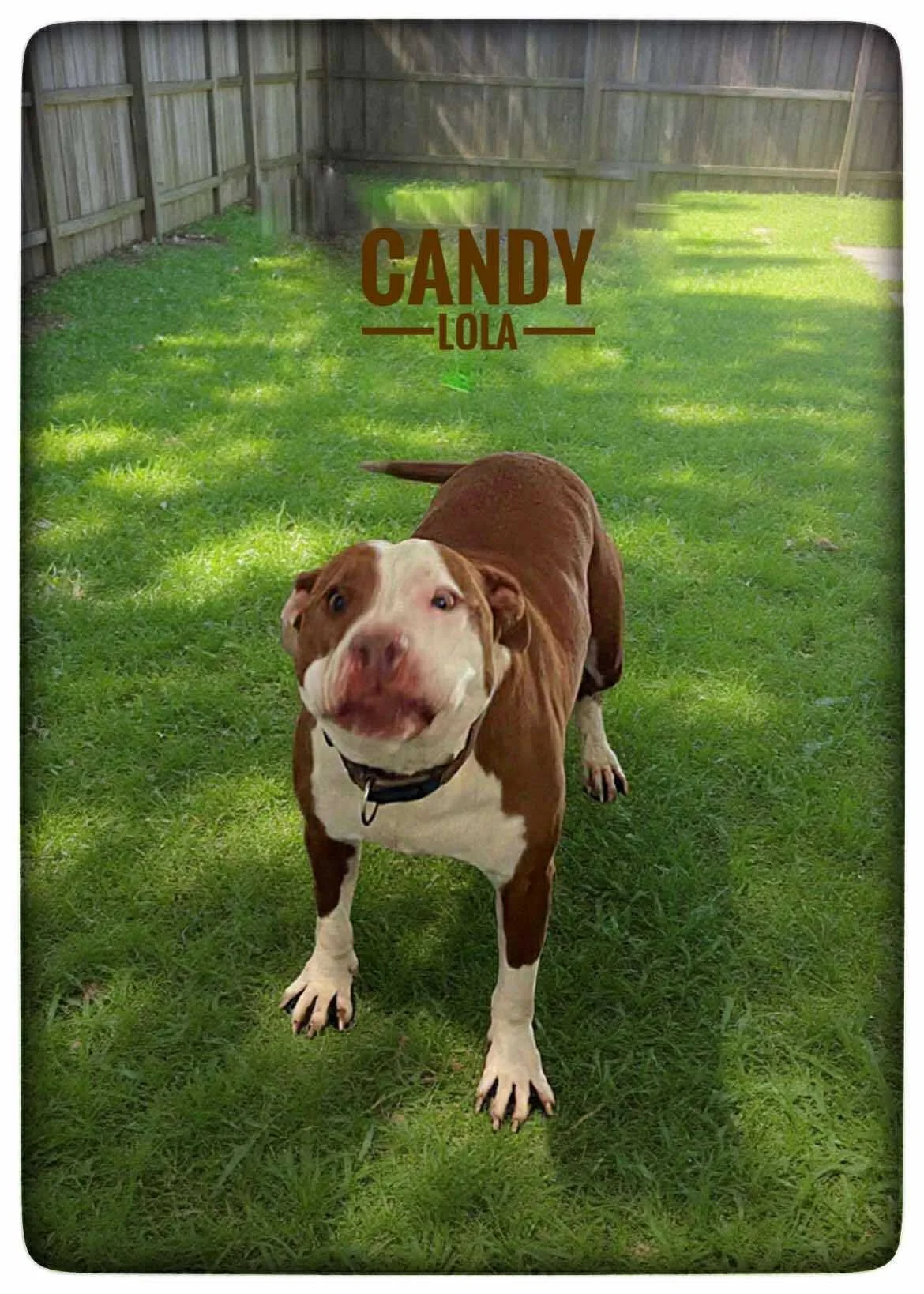 Candy Lola