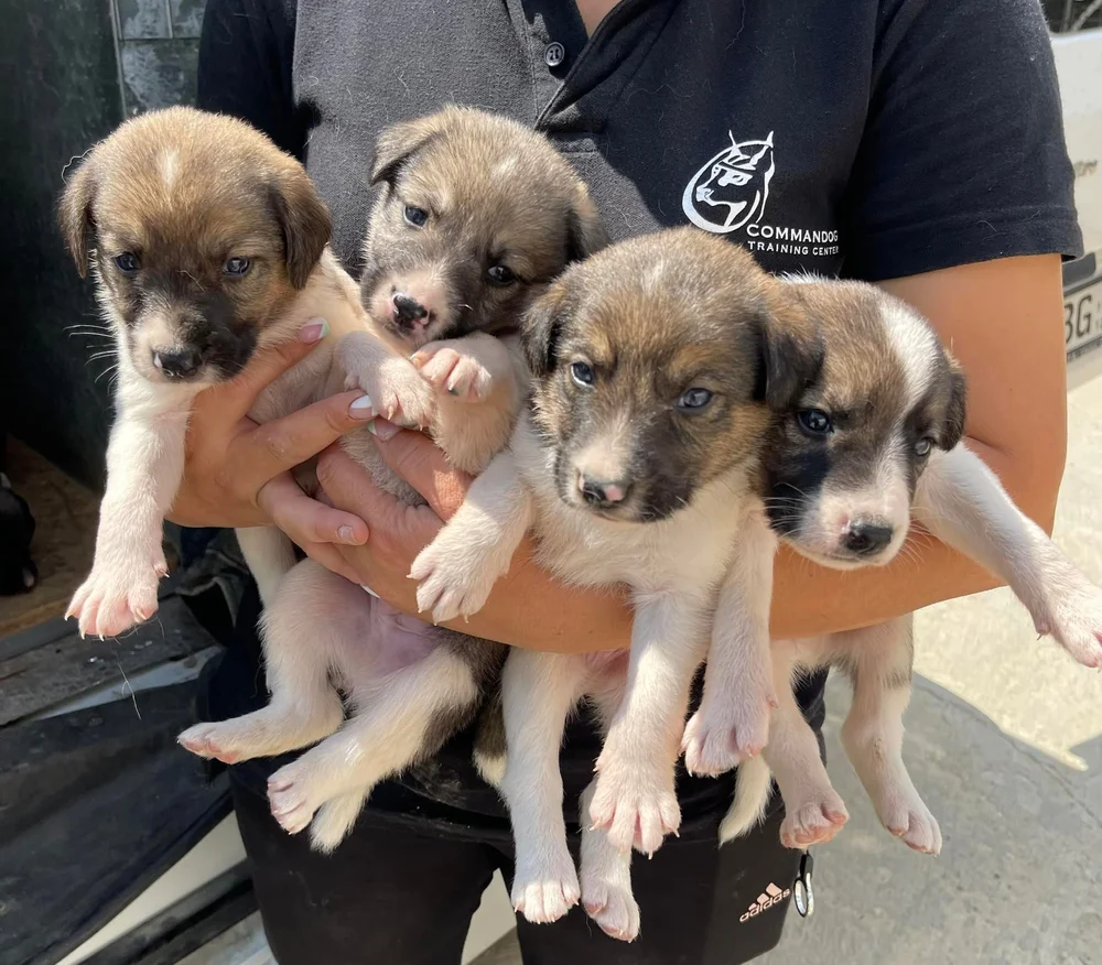 Adopt A Dog From Cyprus Dali Dog Rescue UK