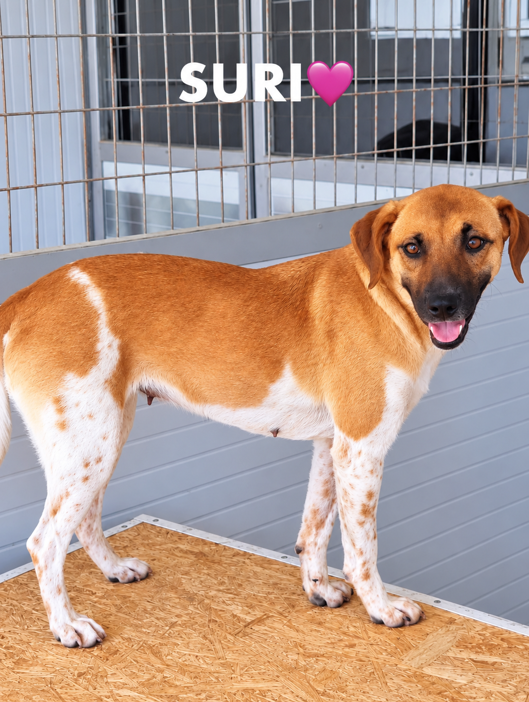 suri.png