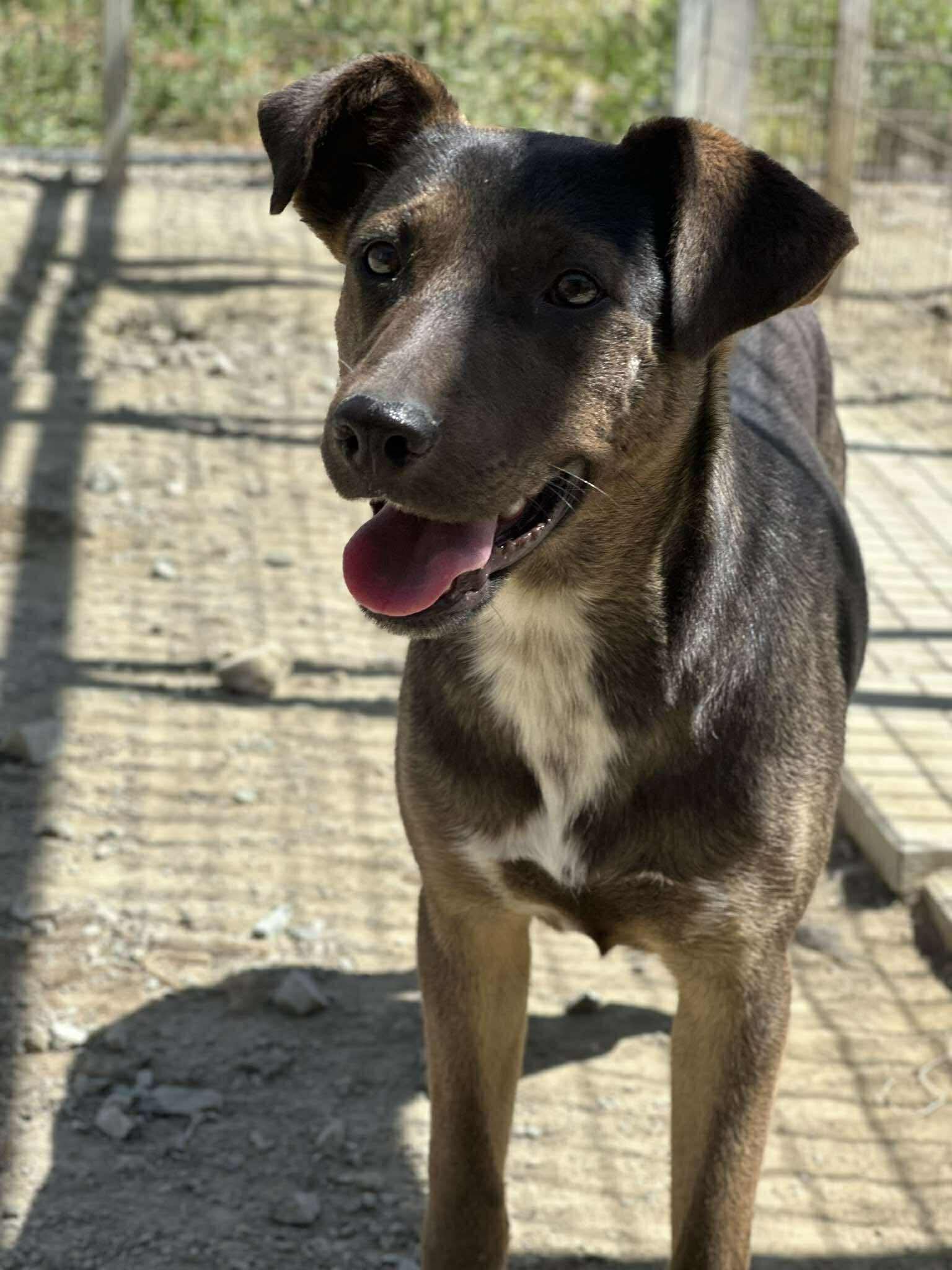 Dexter