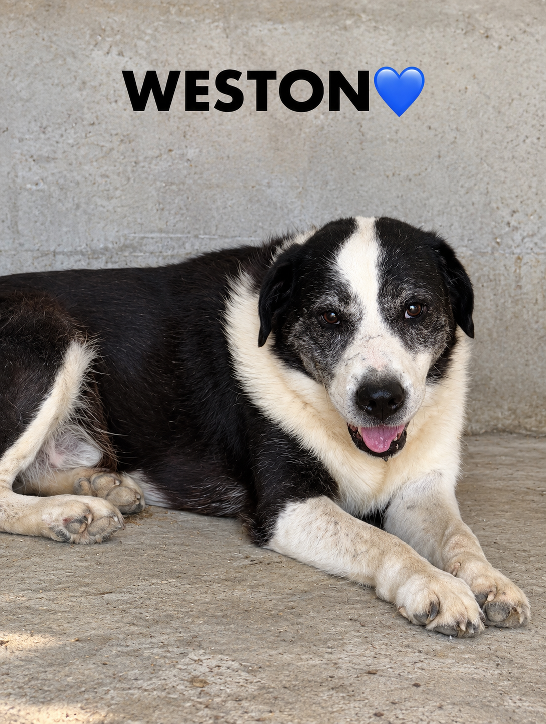 Weston 🇨🇾