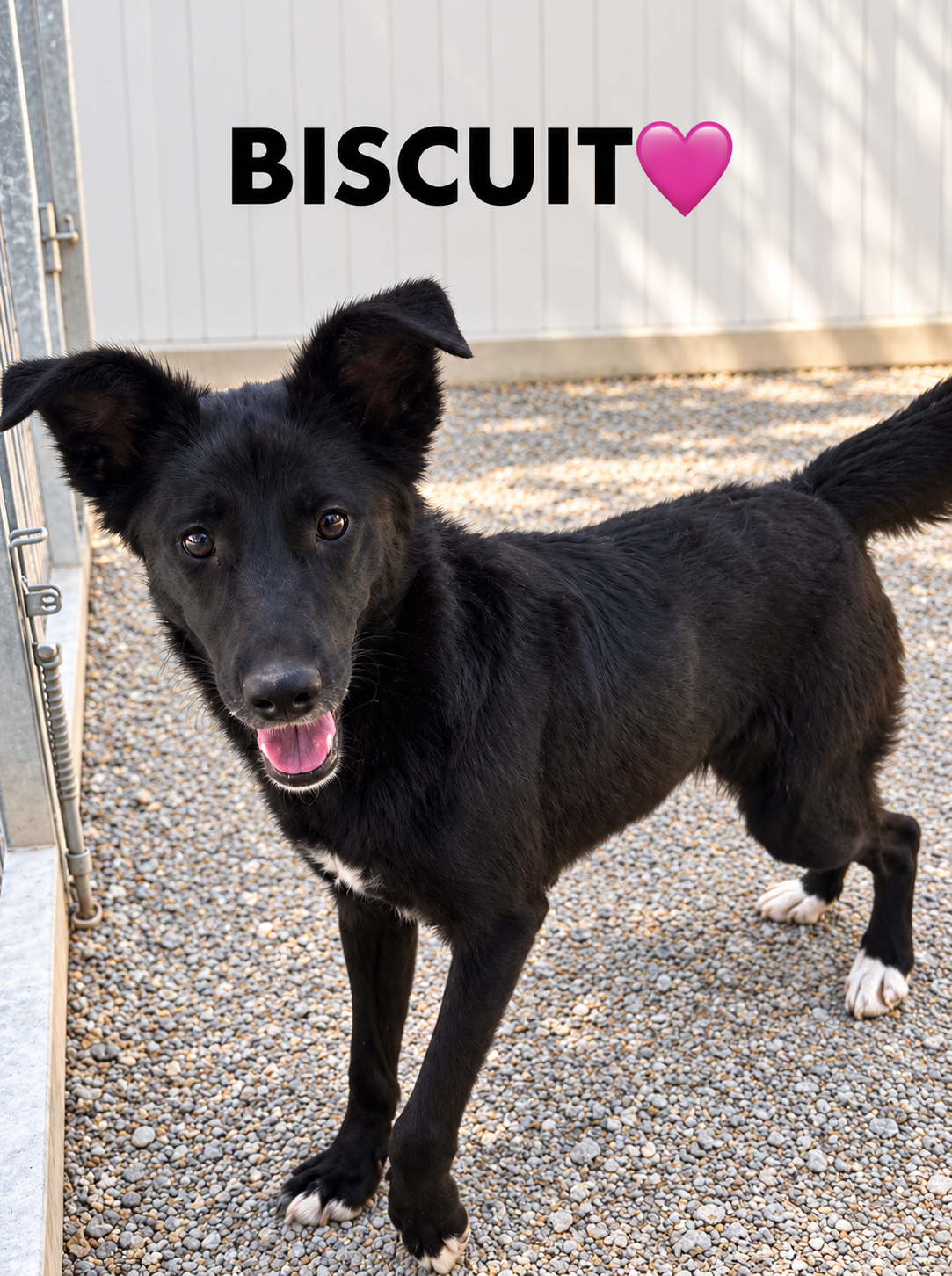 Biscuit 🇨🇾