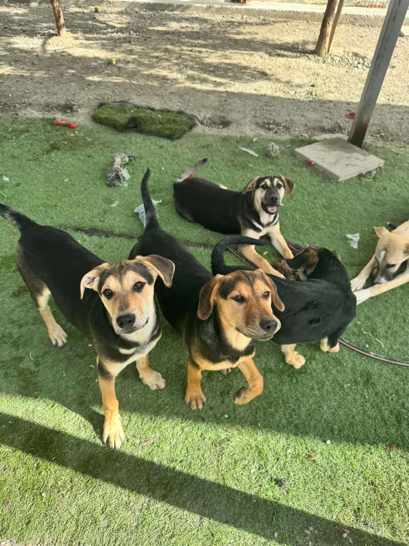 Lucy's Litter of Puppies