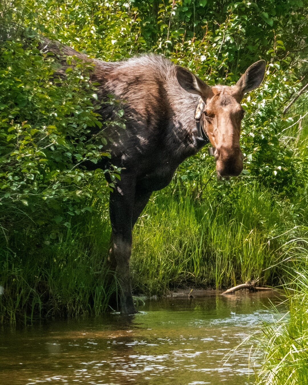 Moose at Rocky Mountain National Park, Colorado⁠
⁠
---⁠
⁠
#trailtuesday #explorecolorado #mountains #mountainlife #couturecolorado #coloradophotography #naturalcolorado #findyourpark #coloradoexperiences #coloradoinstagram #travelcolorado #wildlife #