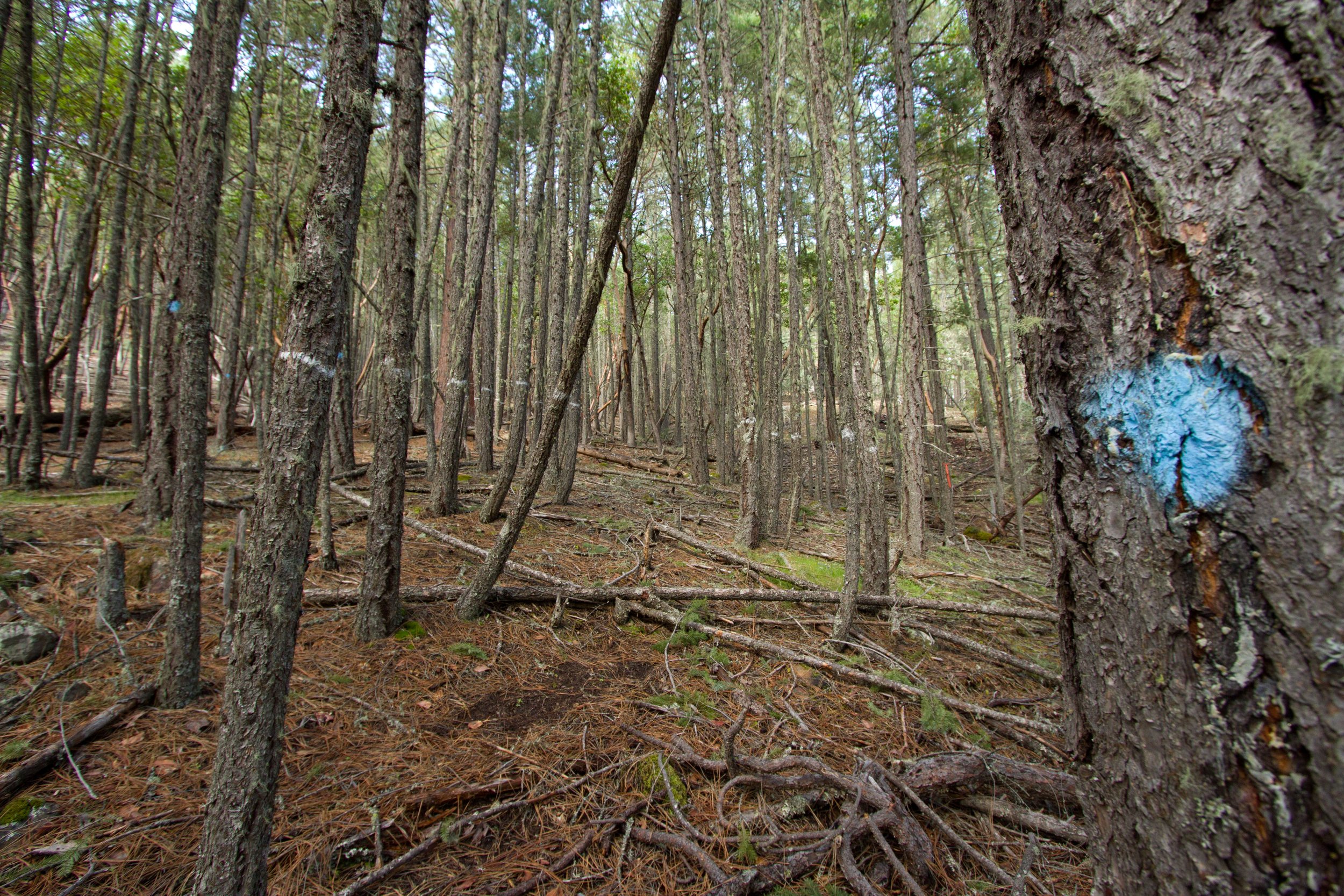 Douglas-firs stand marked for removal as part of a restoration thinning in a fire-suppressed, overly dense forest in Jackson County, Oregon. As forests become more dense and homogenous, wildfires are becoming larger and more severe.