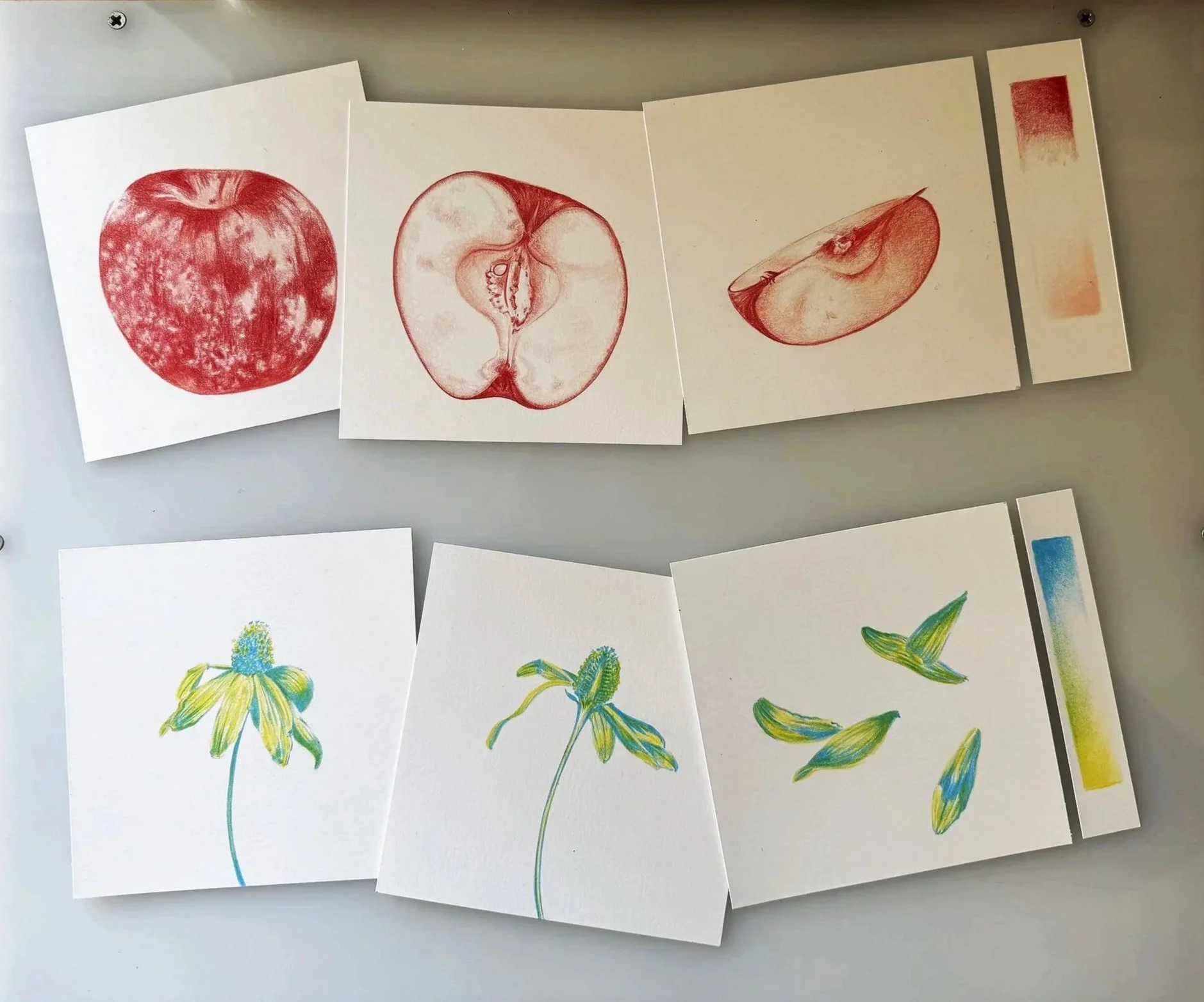 2 Color Botanical Illustration: Featuring Fruit and Flowers *TESTER CLASS*