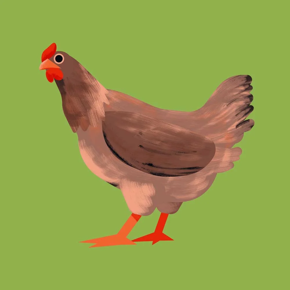 chicken.jpg