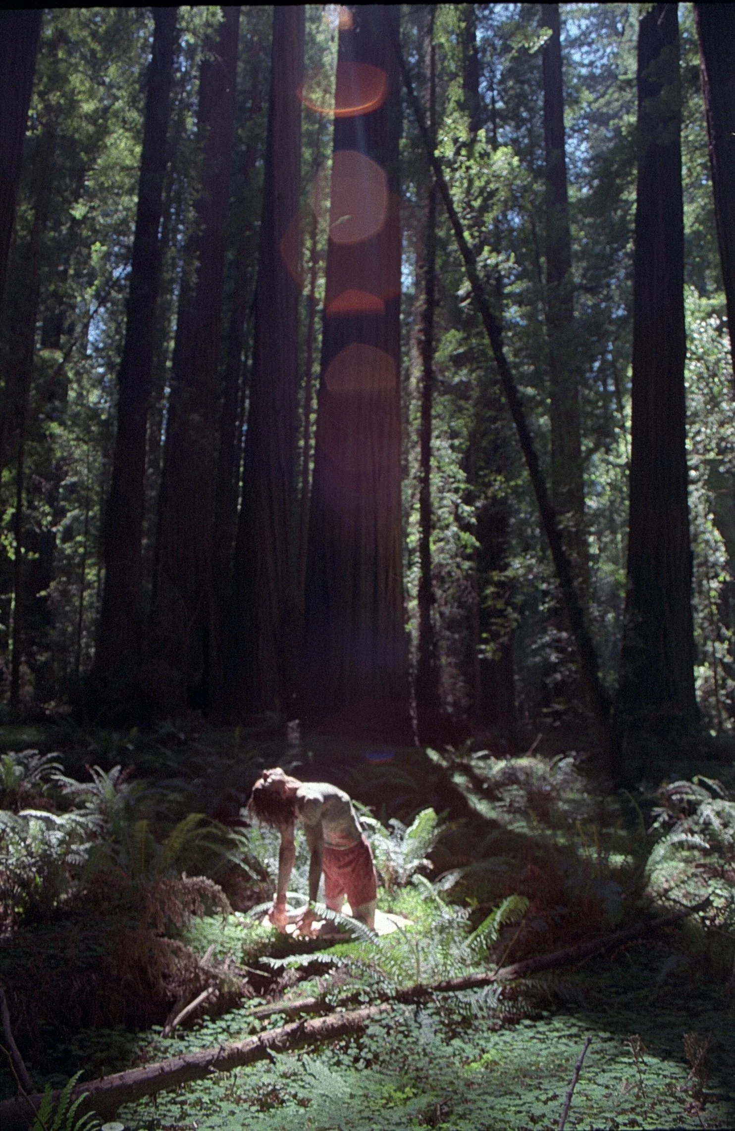 shawn forest.JPG