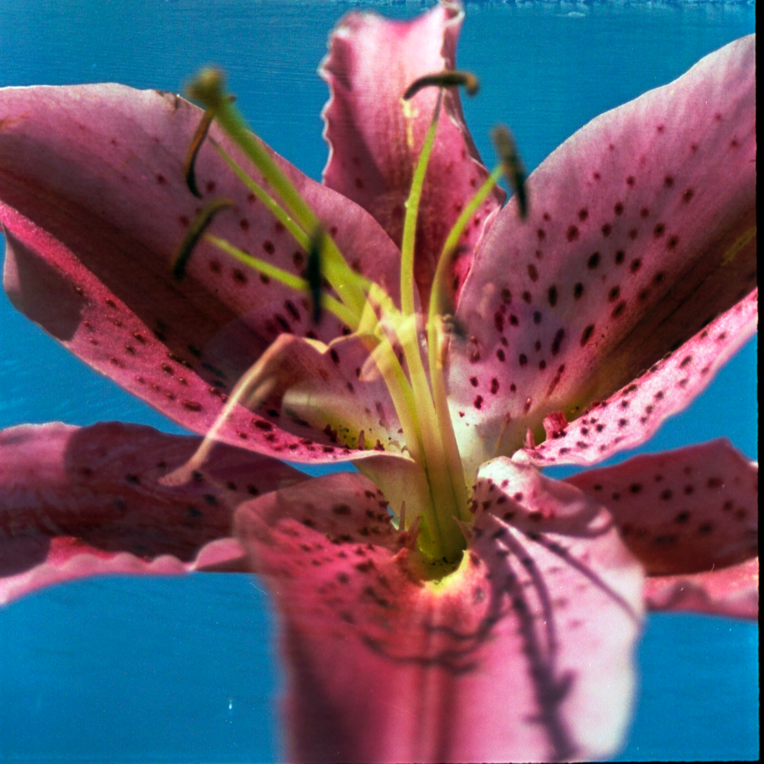 A close-up of a pink lily flower with spots, with a blue lake and distant shoreline with bushes in the background.