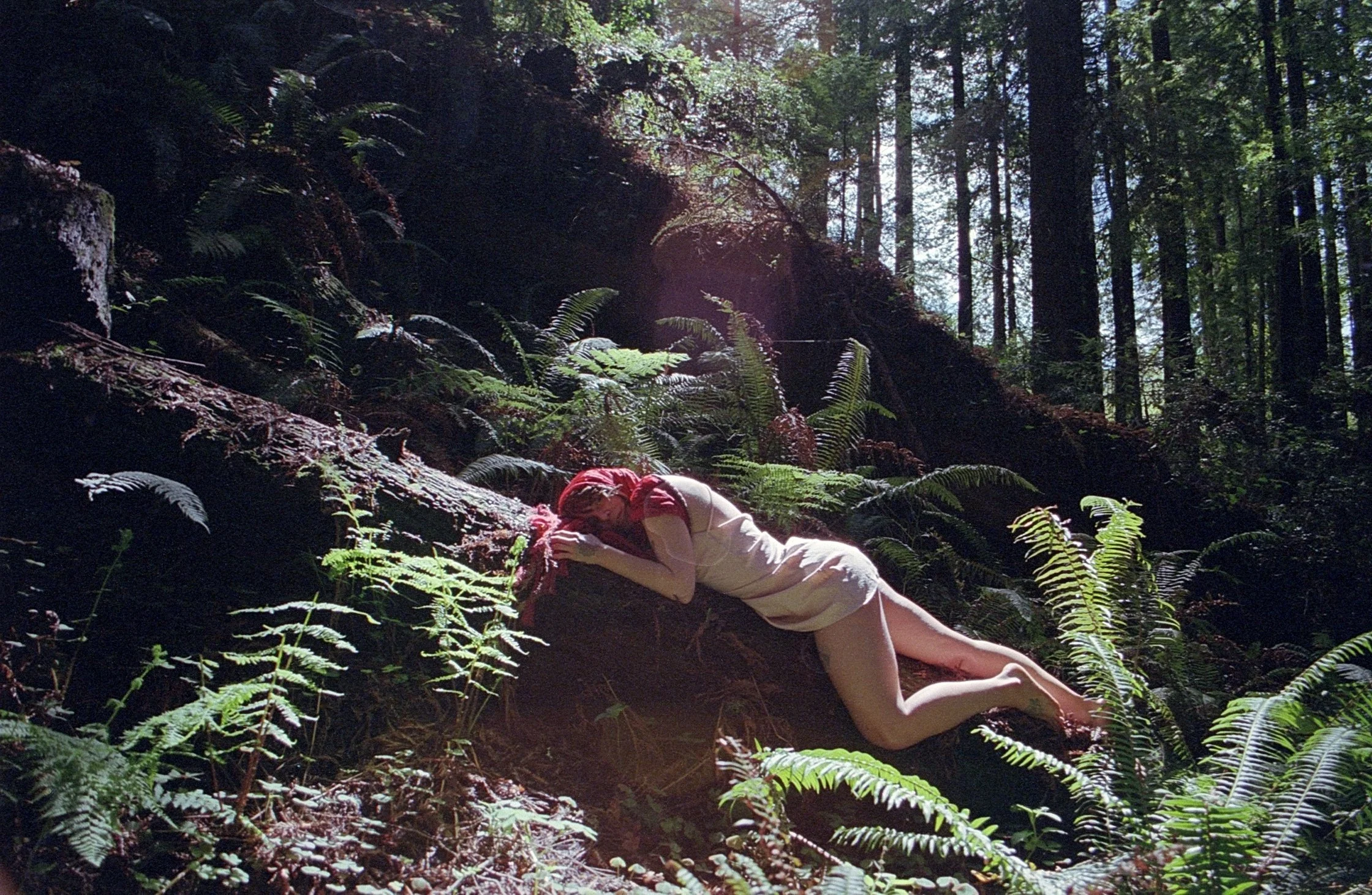 paula forest.JPG