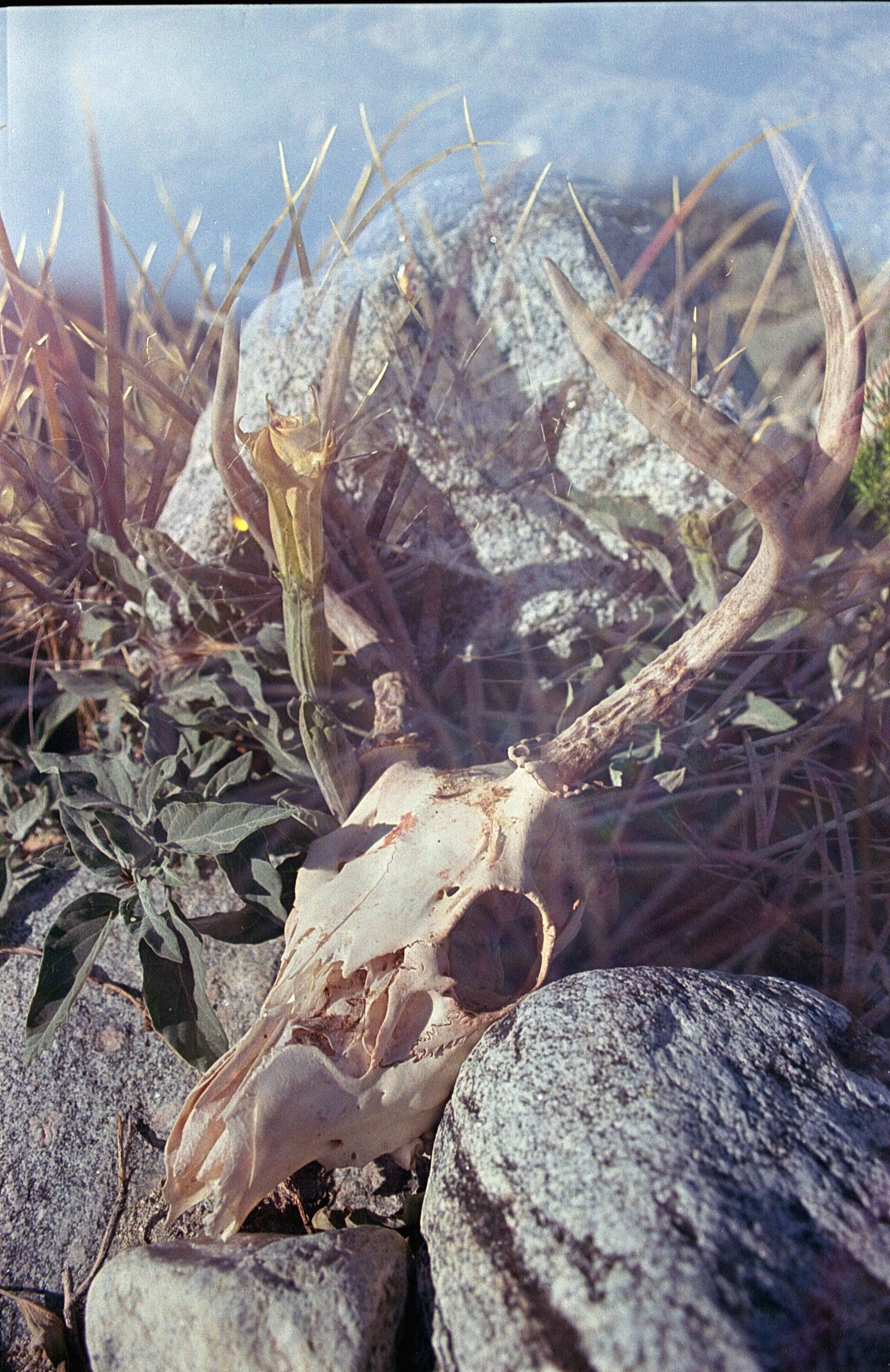 deer and datura.JPG