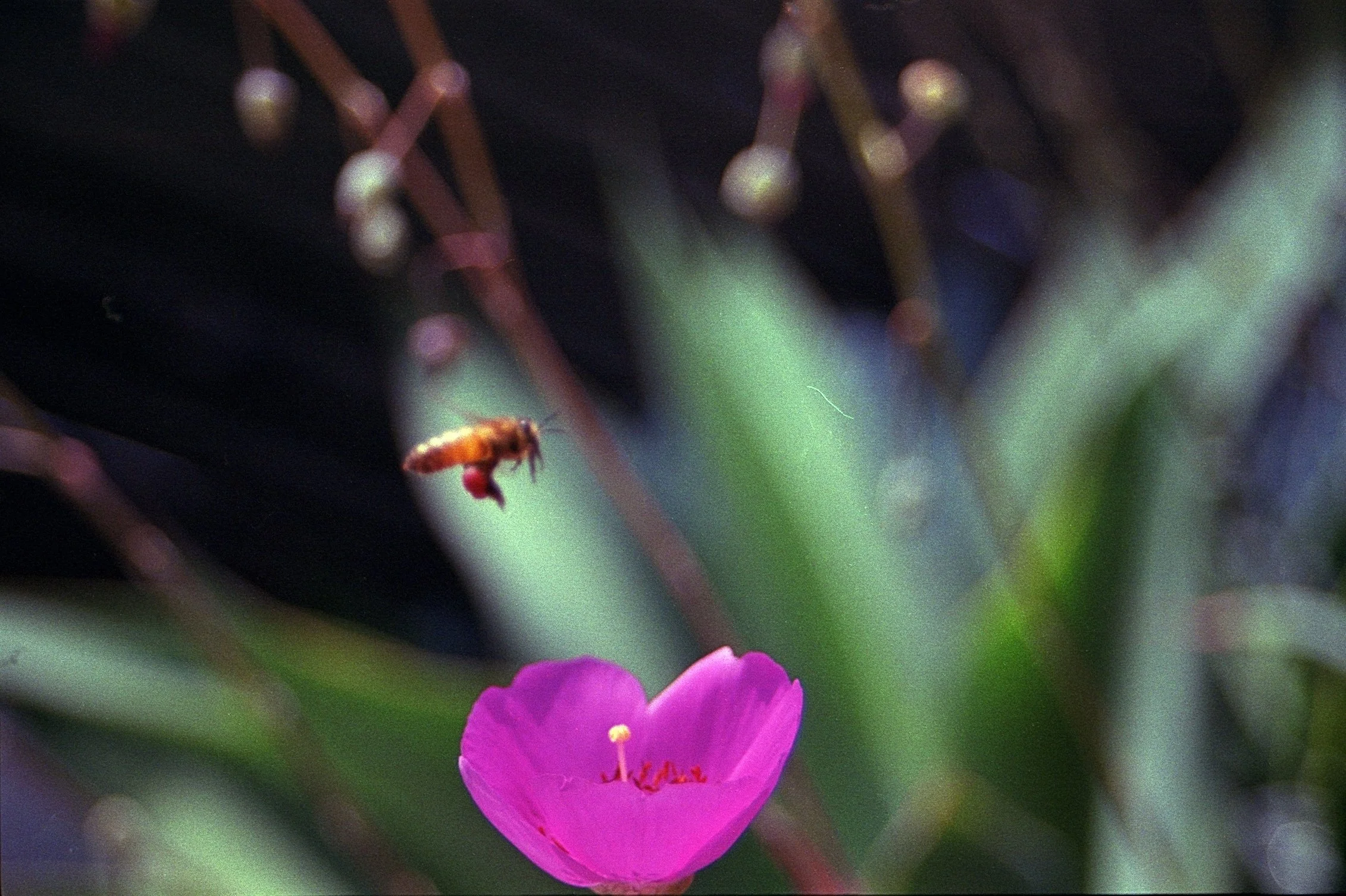 bee and flower.JPG