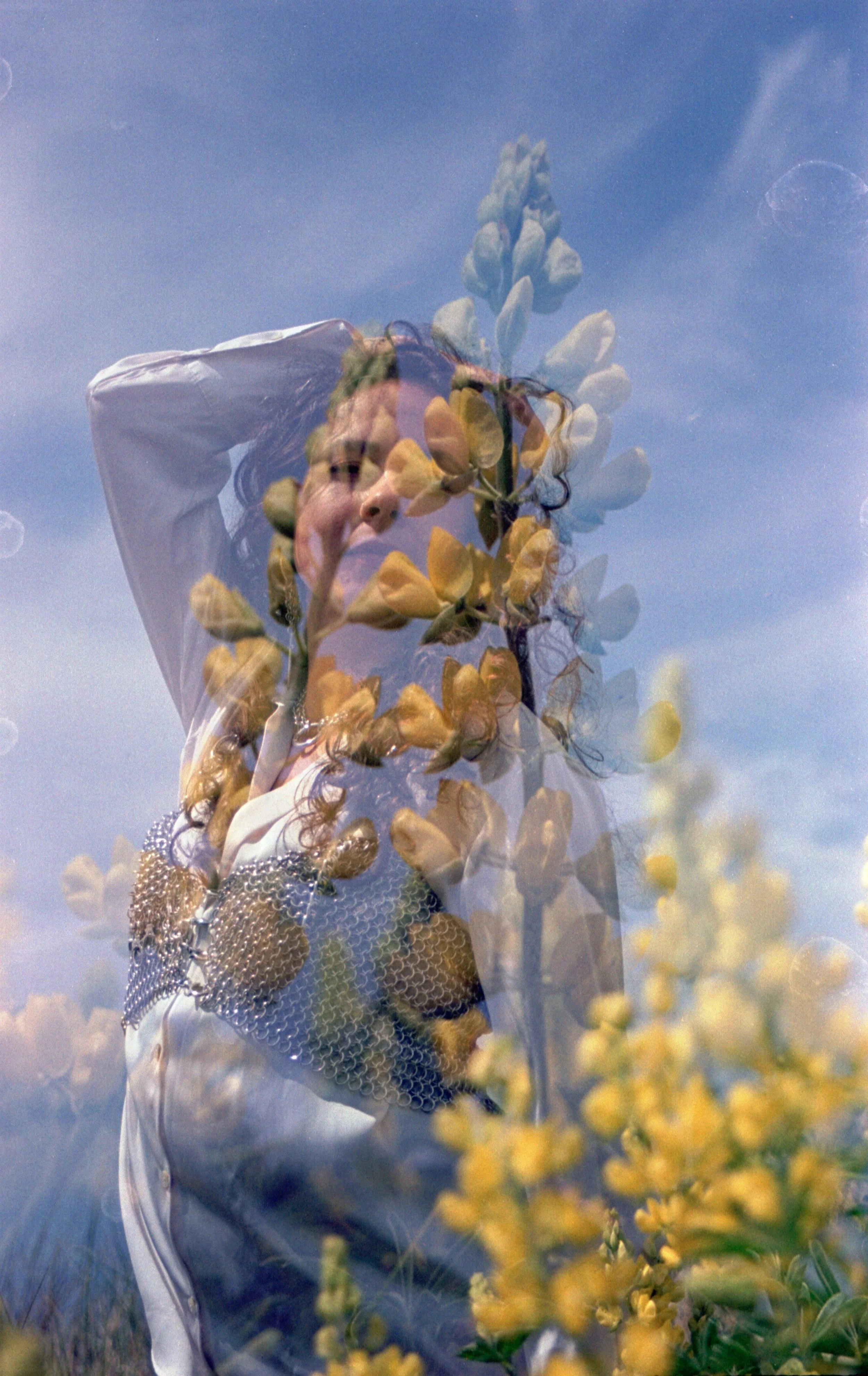 april lupine.jpg