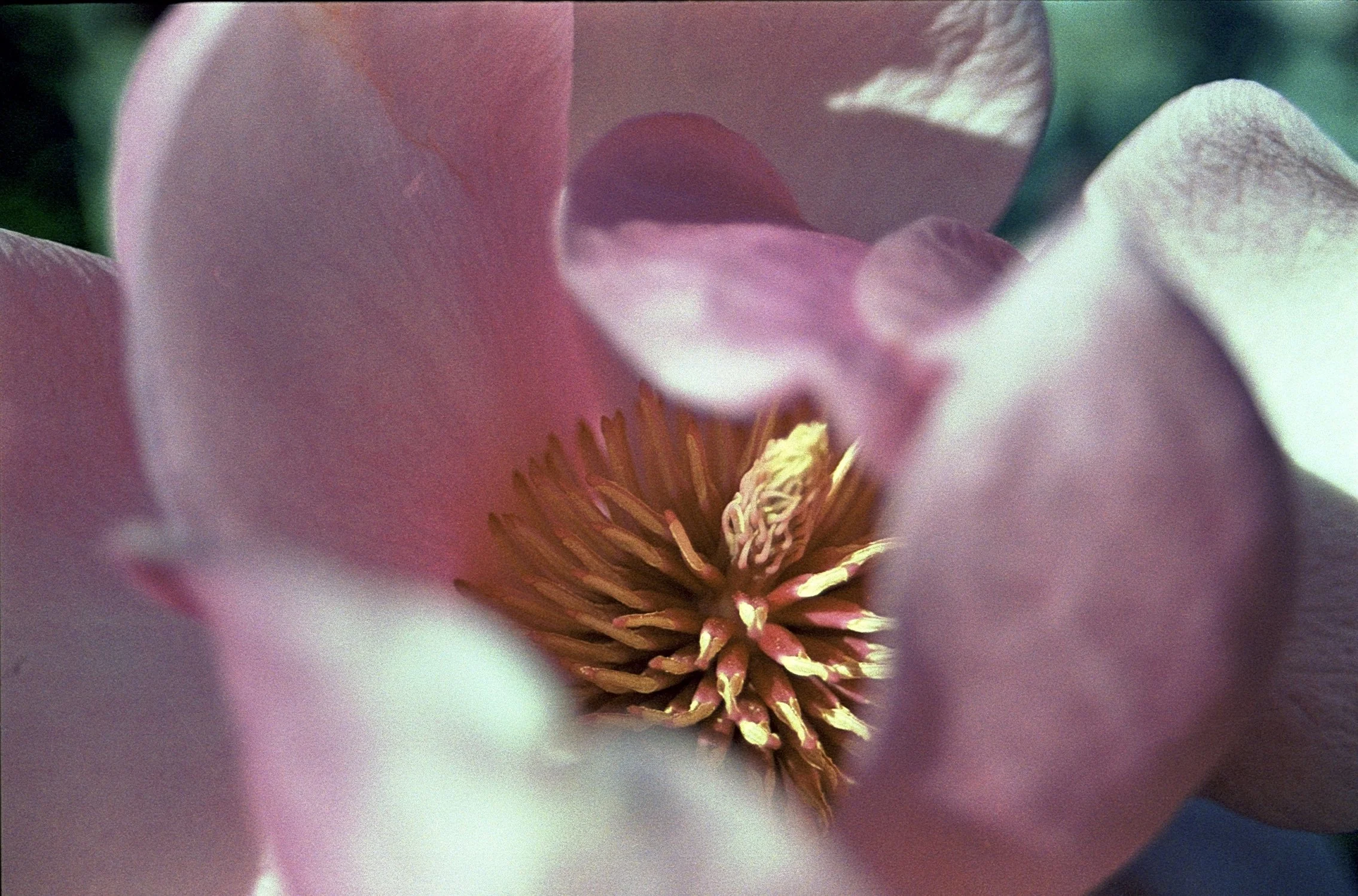 magnolia .JPG