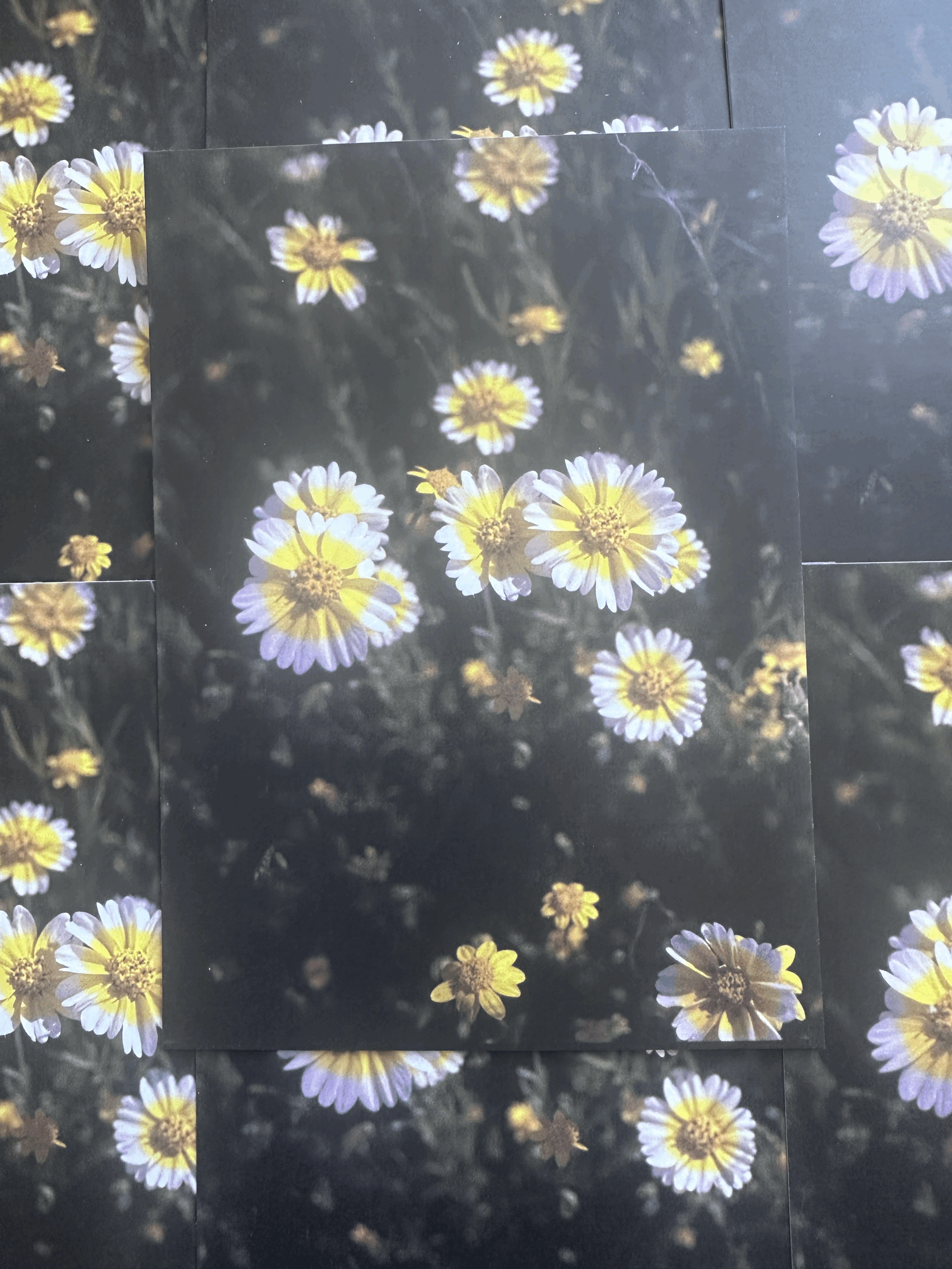 Wildflower Tidy Tips Postcard