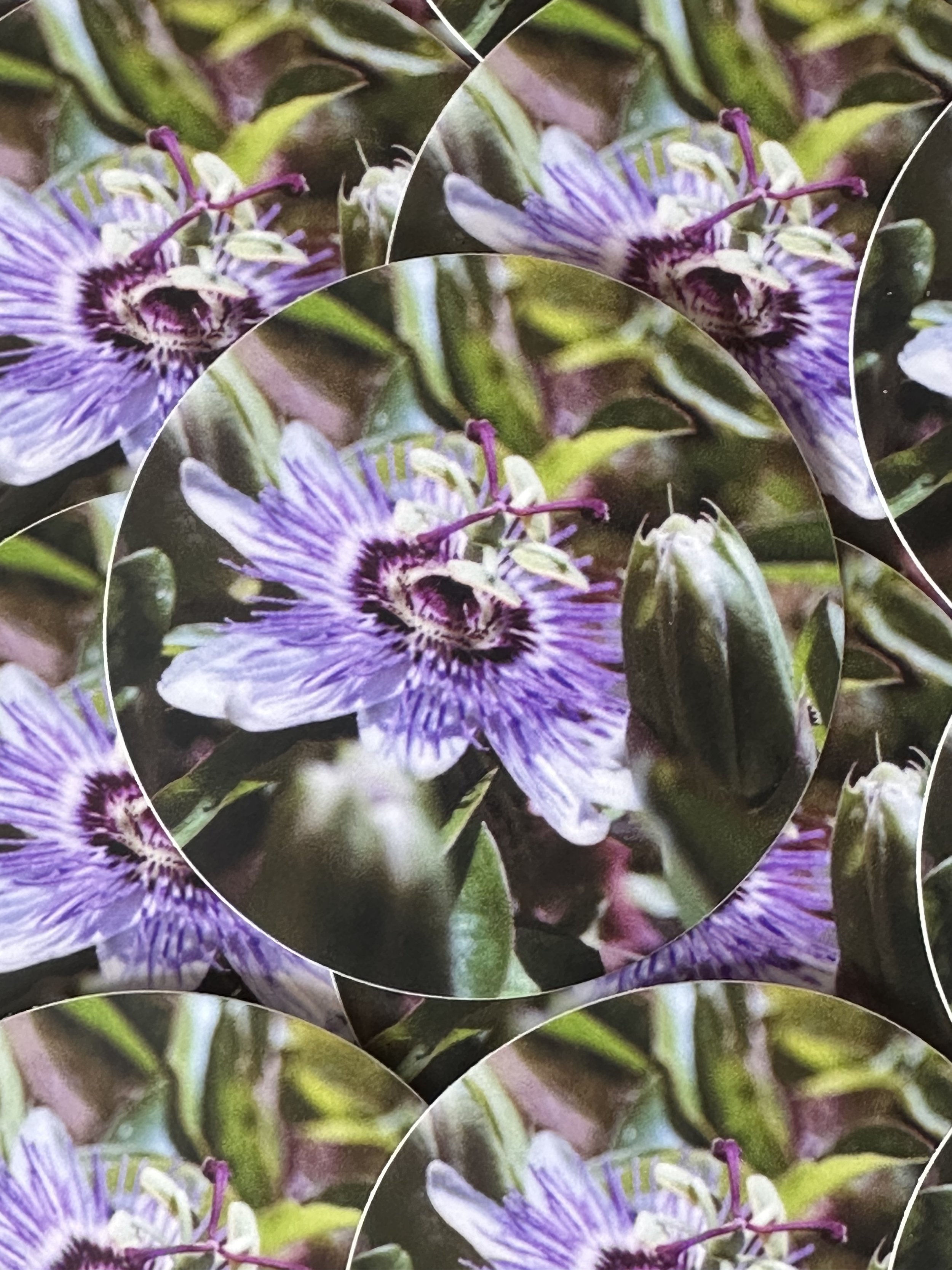 Passionflower Film Photograph Circle Sticker