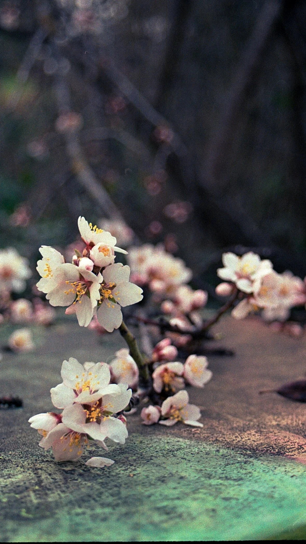 blossoms ashland.JPG