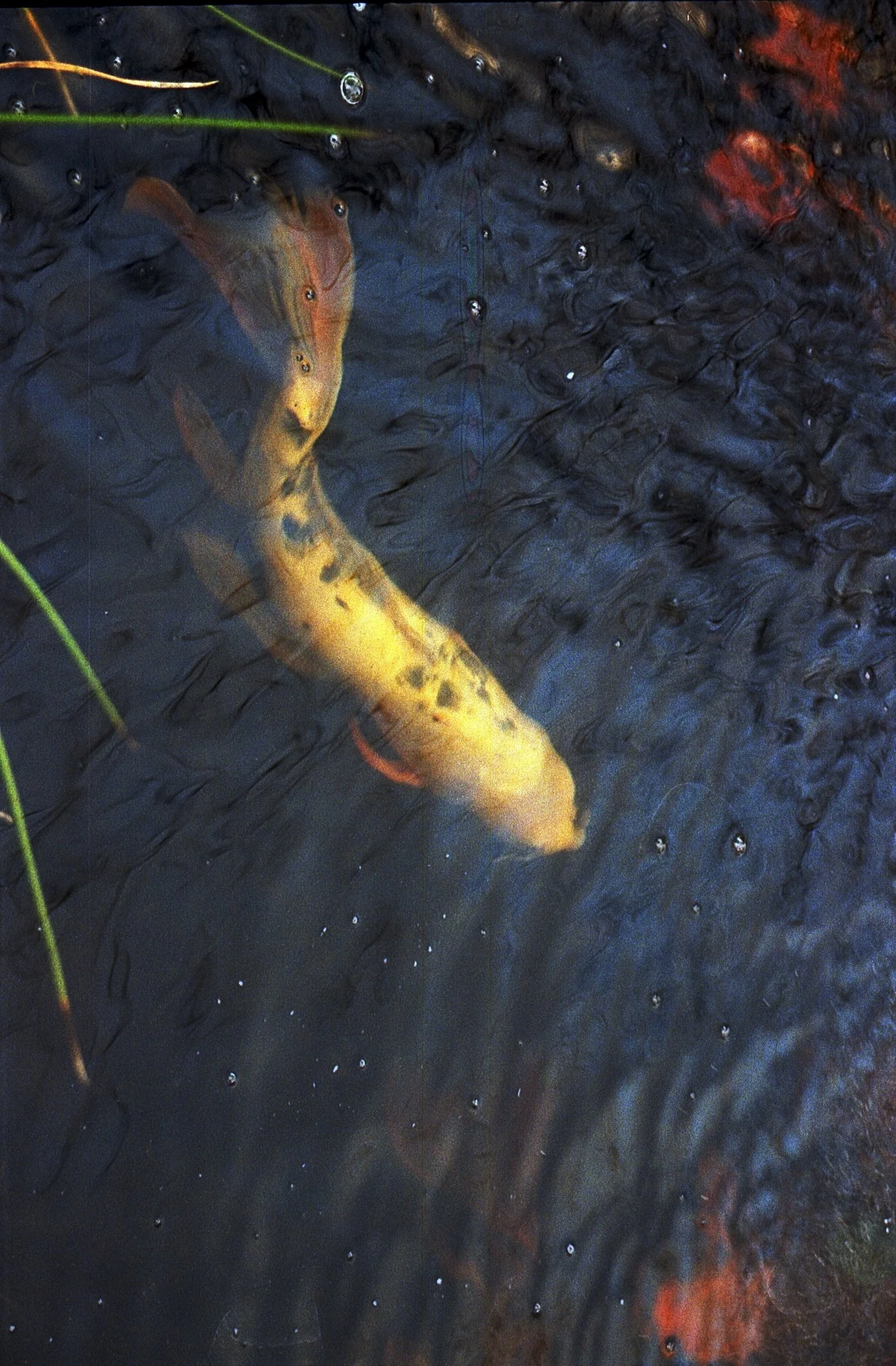 koi.JPG