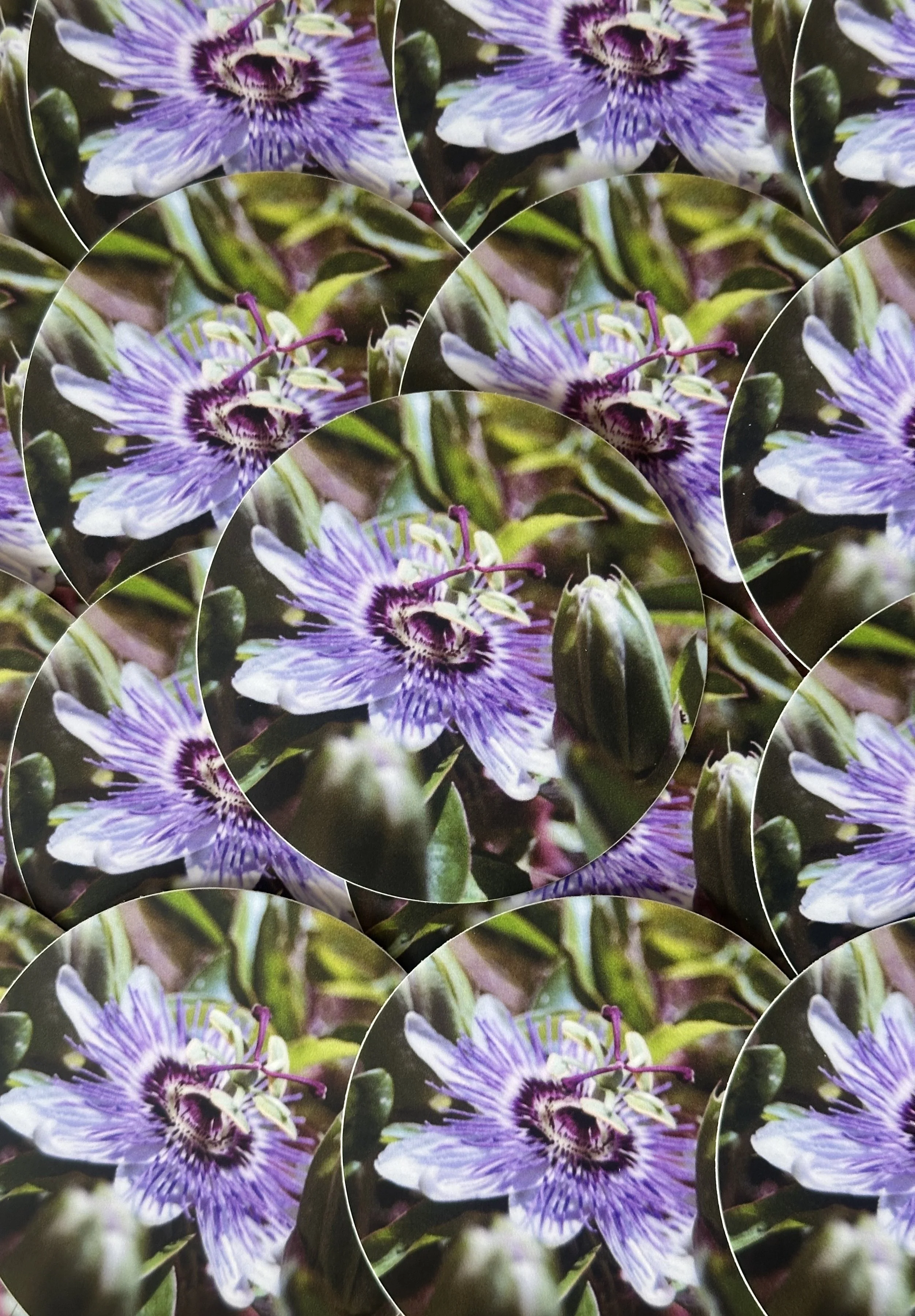 passionflower ii sticker.jpg