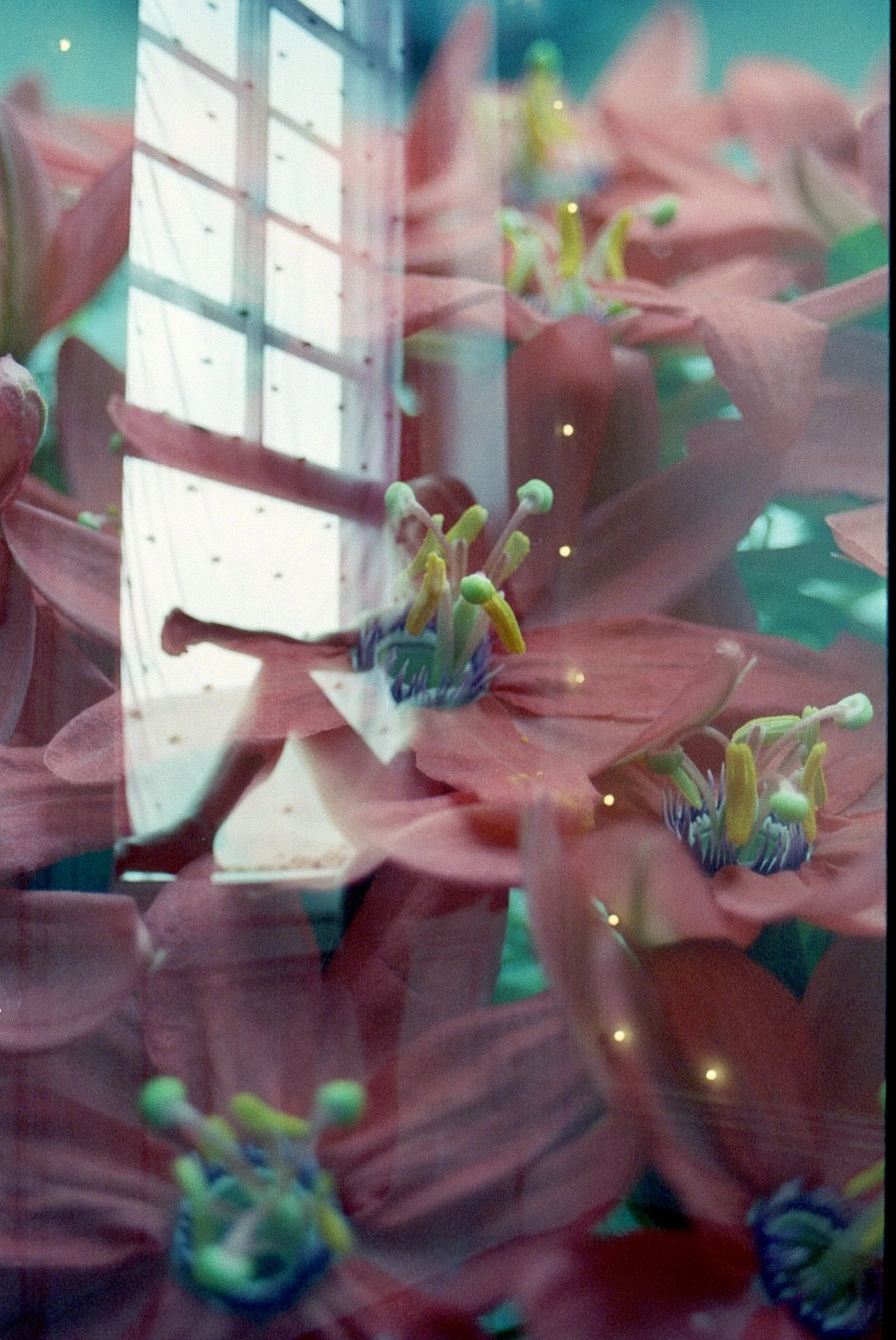 allison window.jpg