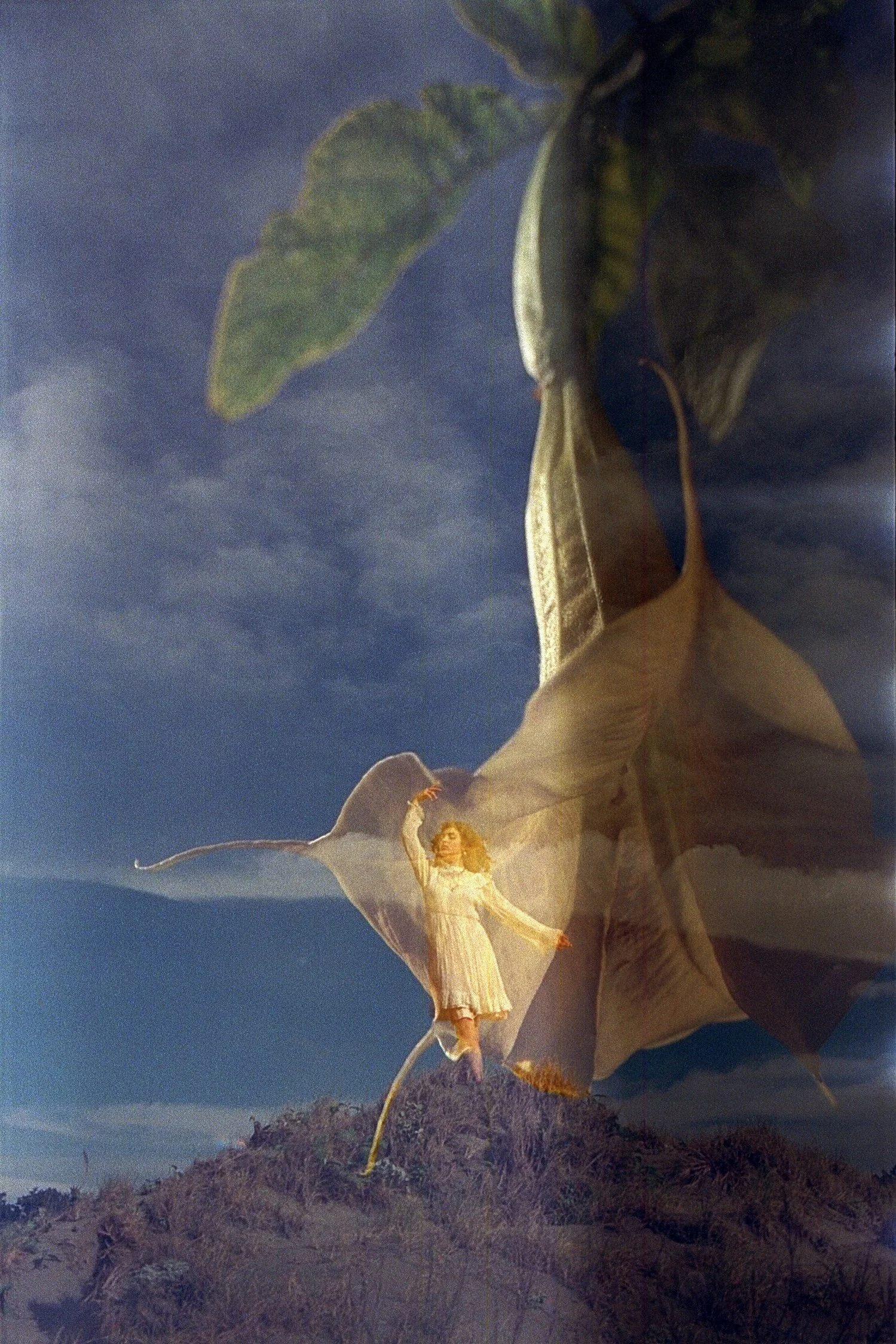 canela datura.jpg