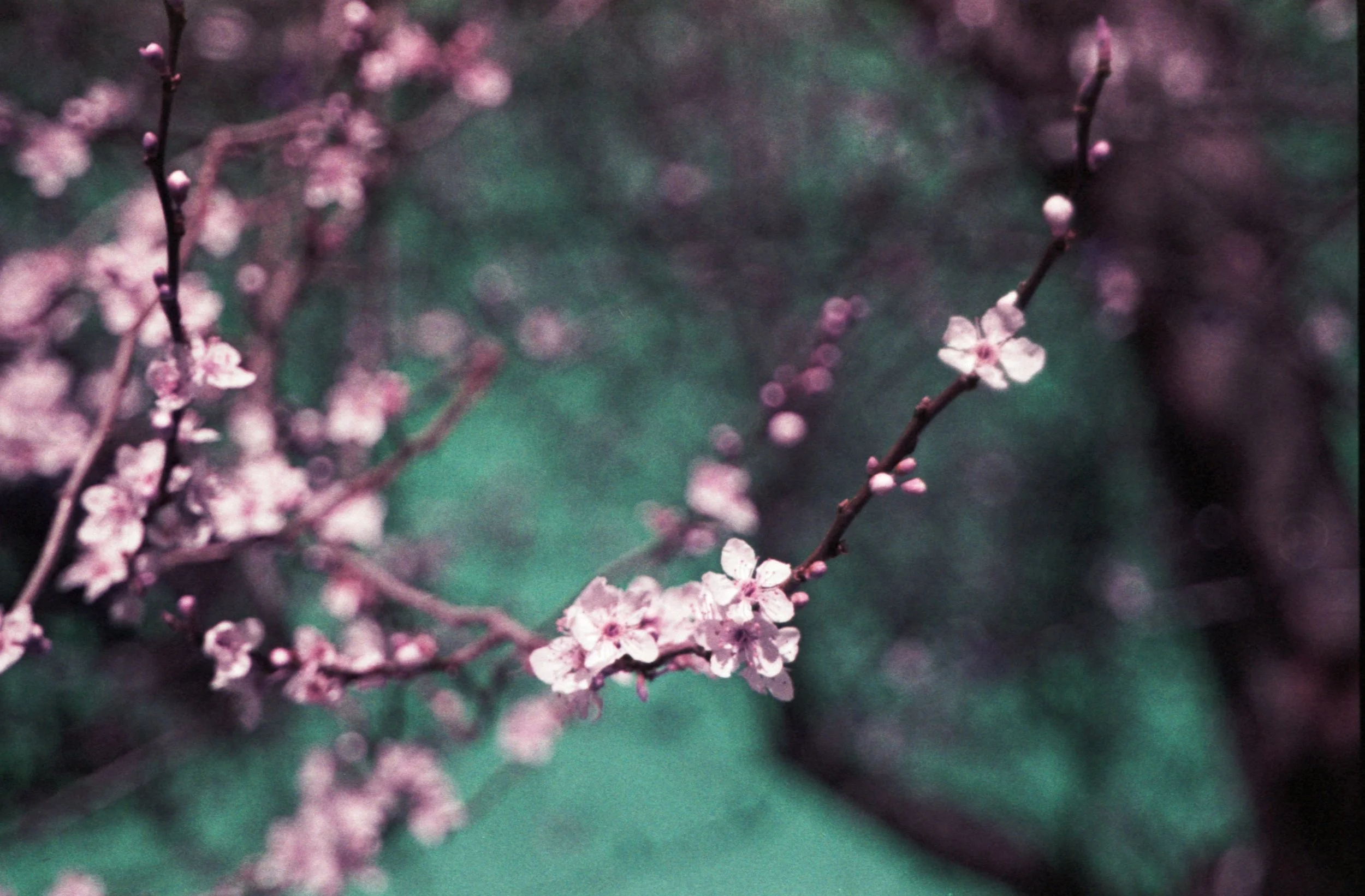 blossom.jpg