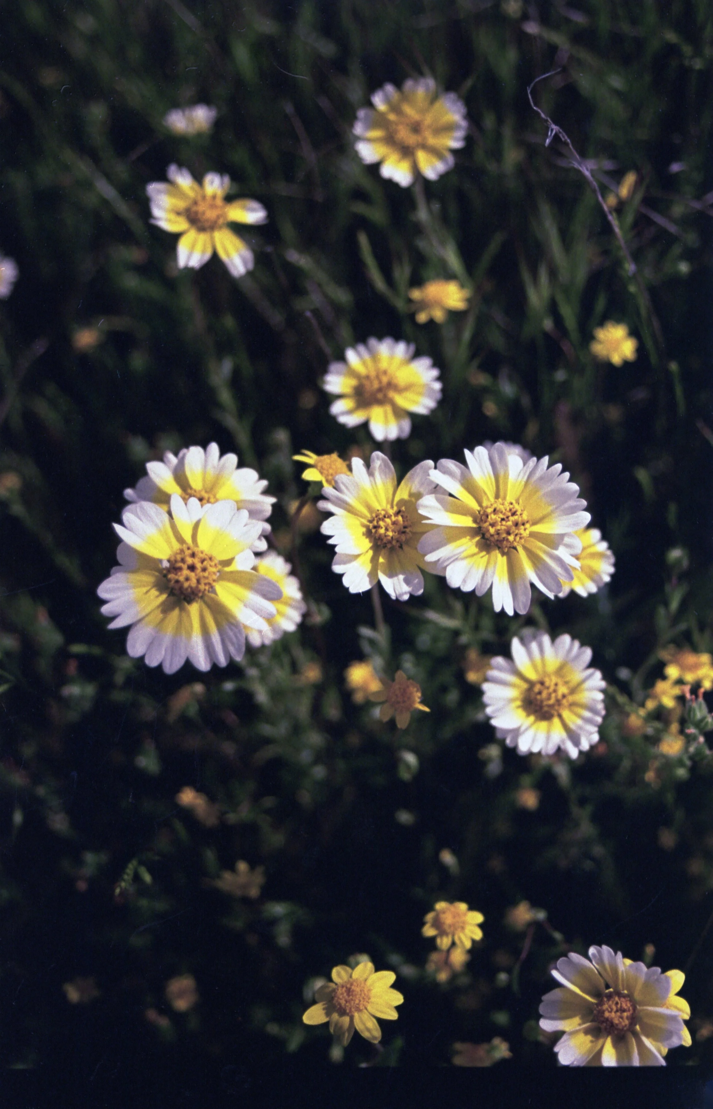 Wildflower Tidy Tips Postcard