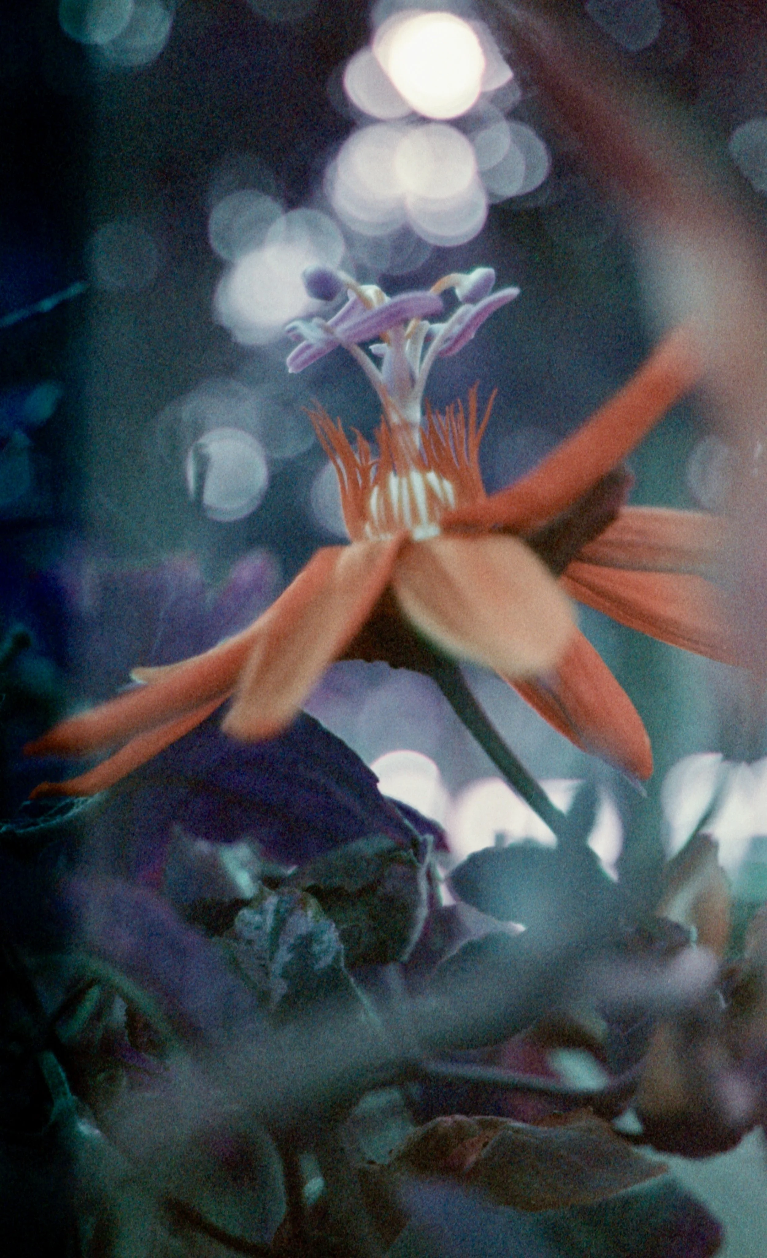 passionflower.jpg