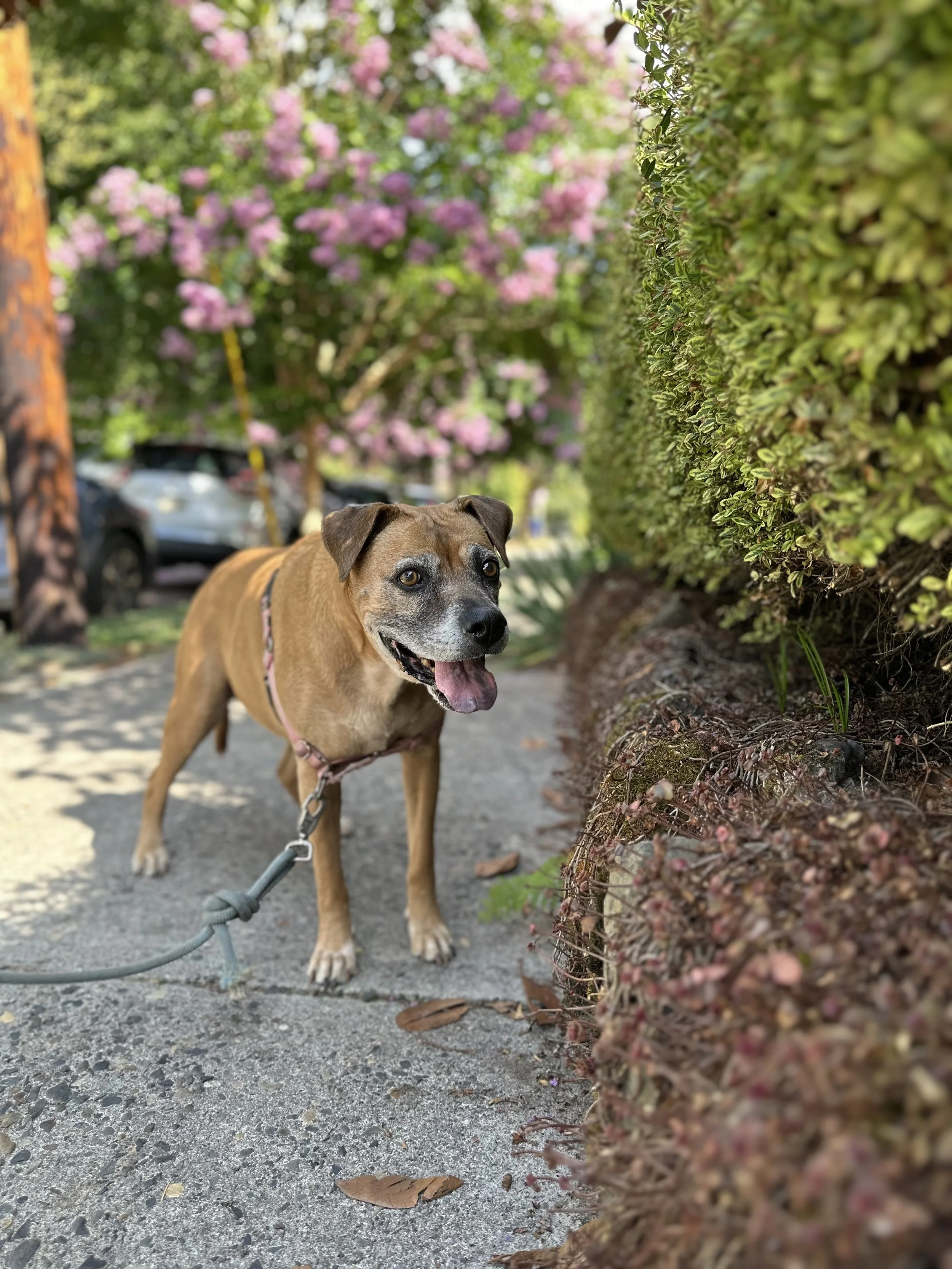 My dog Holly, the best girl