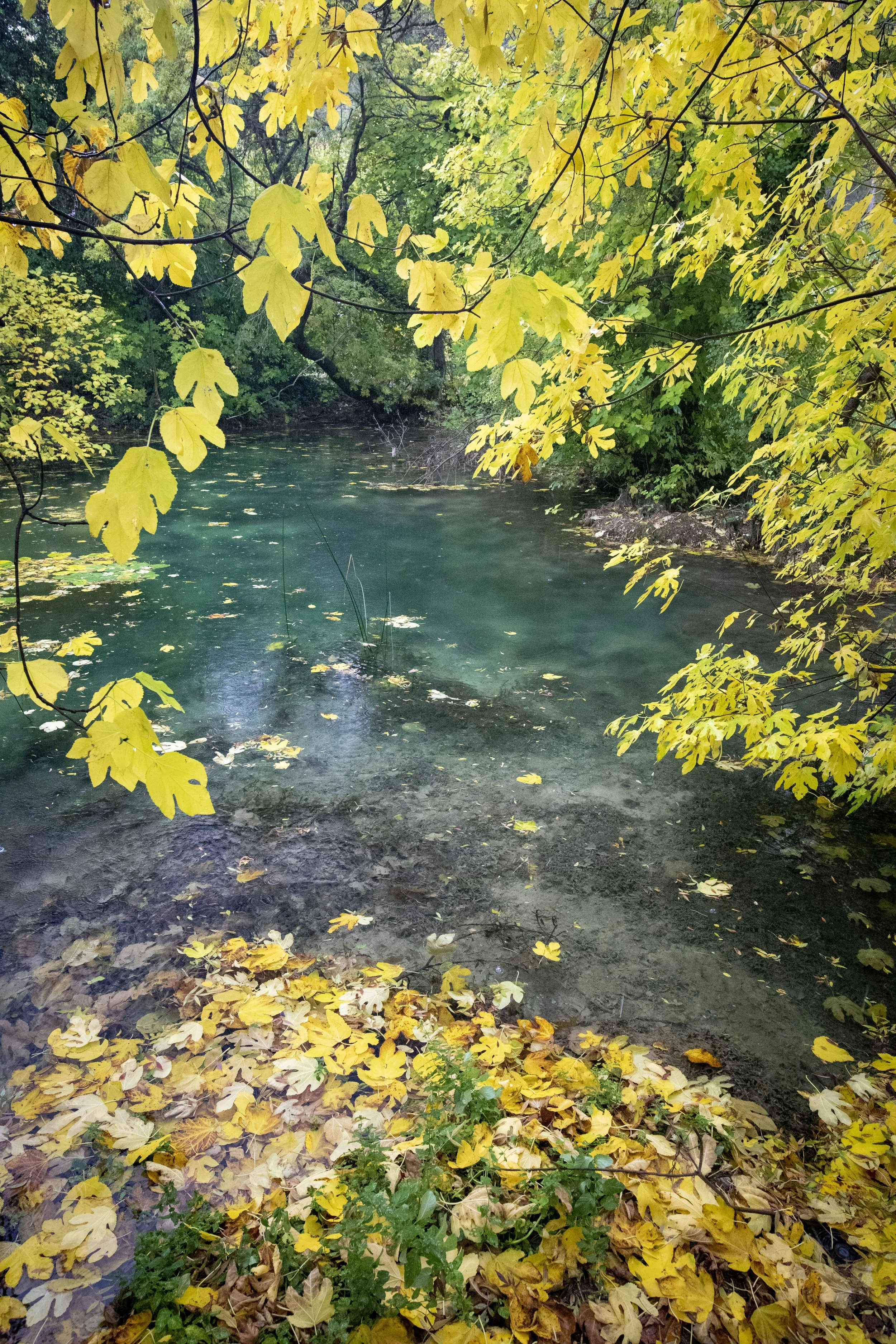  Fig trees on the final section 