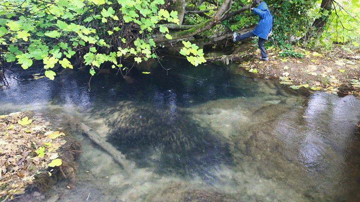  For reasons we still don’t understand, the fish didn’t distribute evenly throughout the stream system but congregated in huge masses. Joe discovered that they did not enjoy unexpected disturbances and would jump from the water to escape. 
